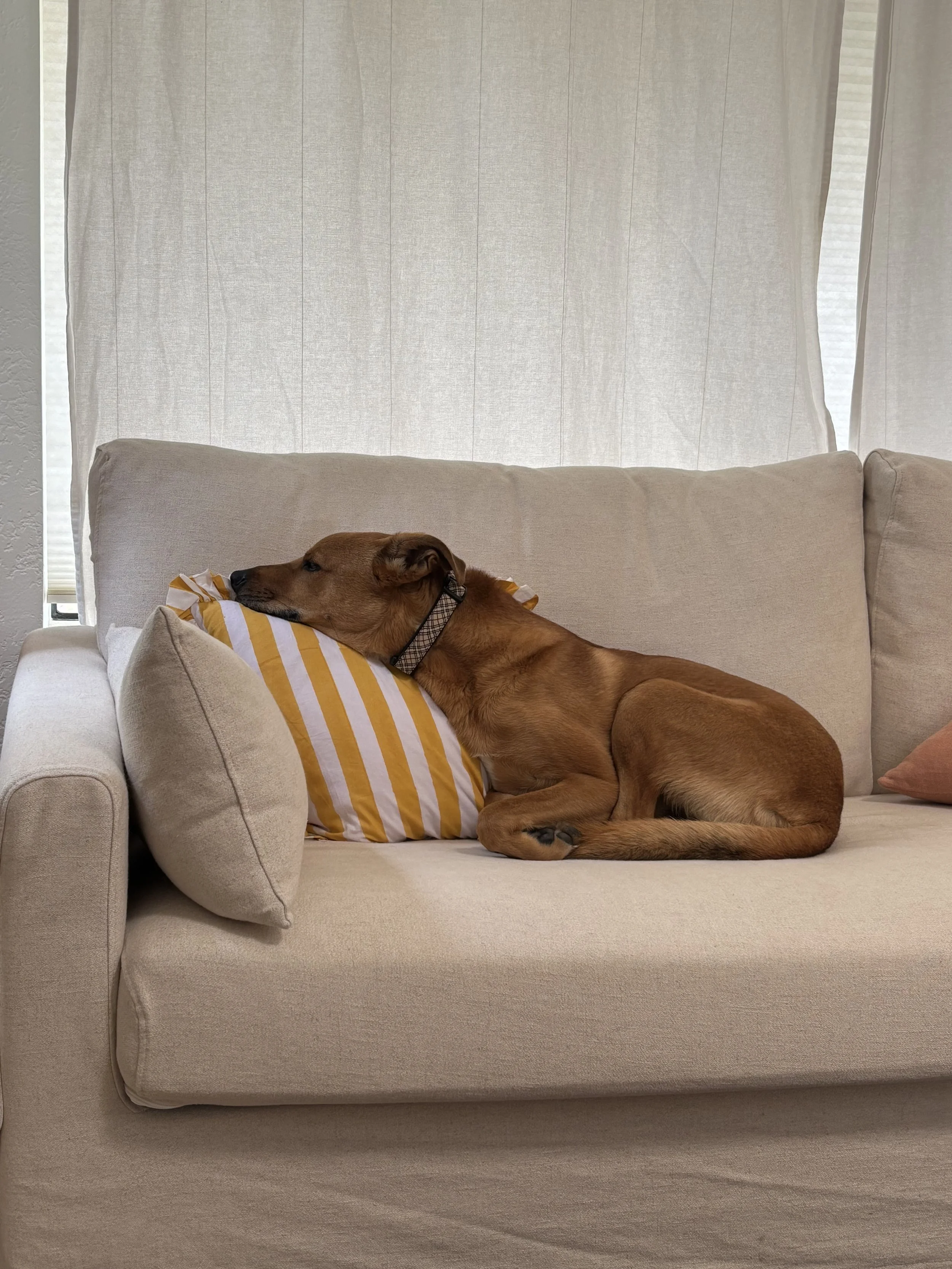 sleepy dog