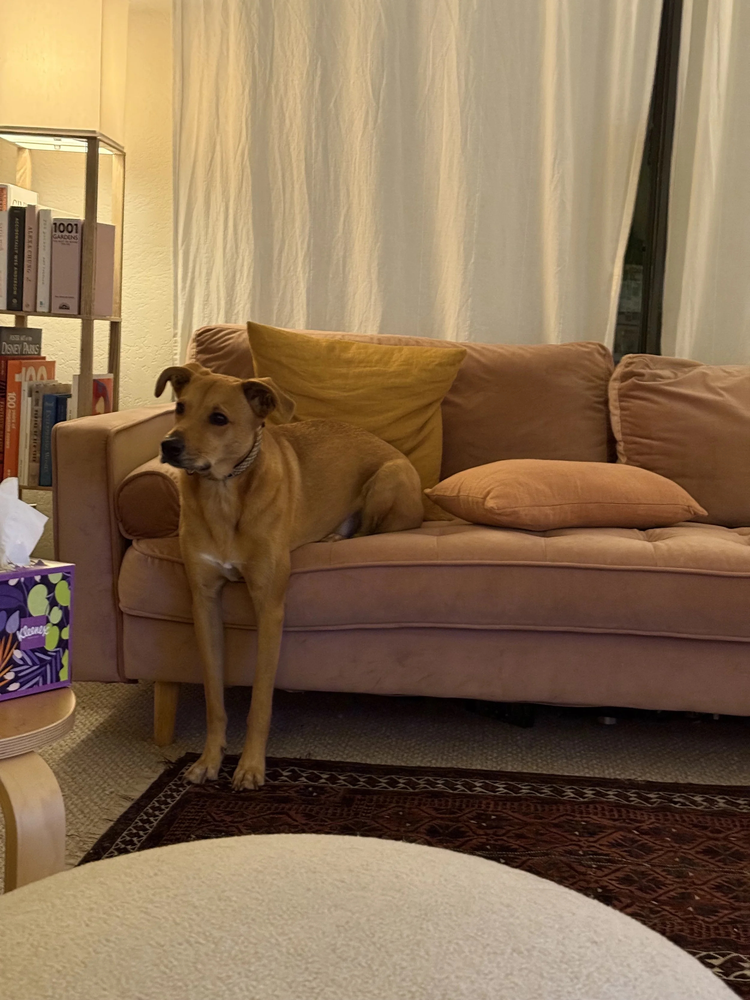 dog sitting on couch