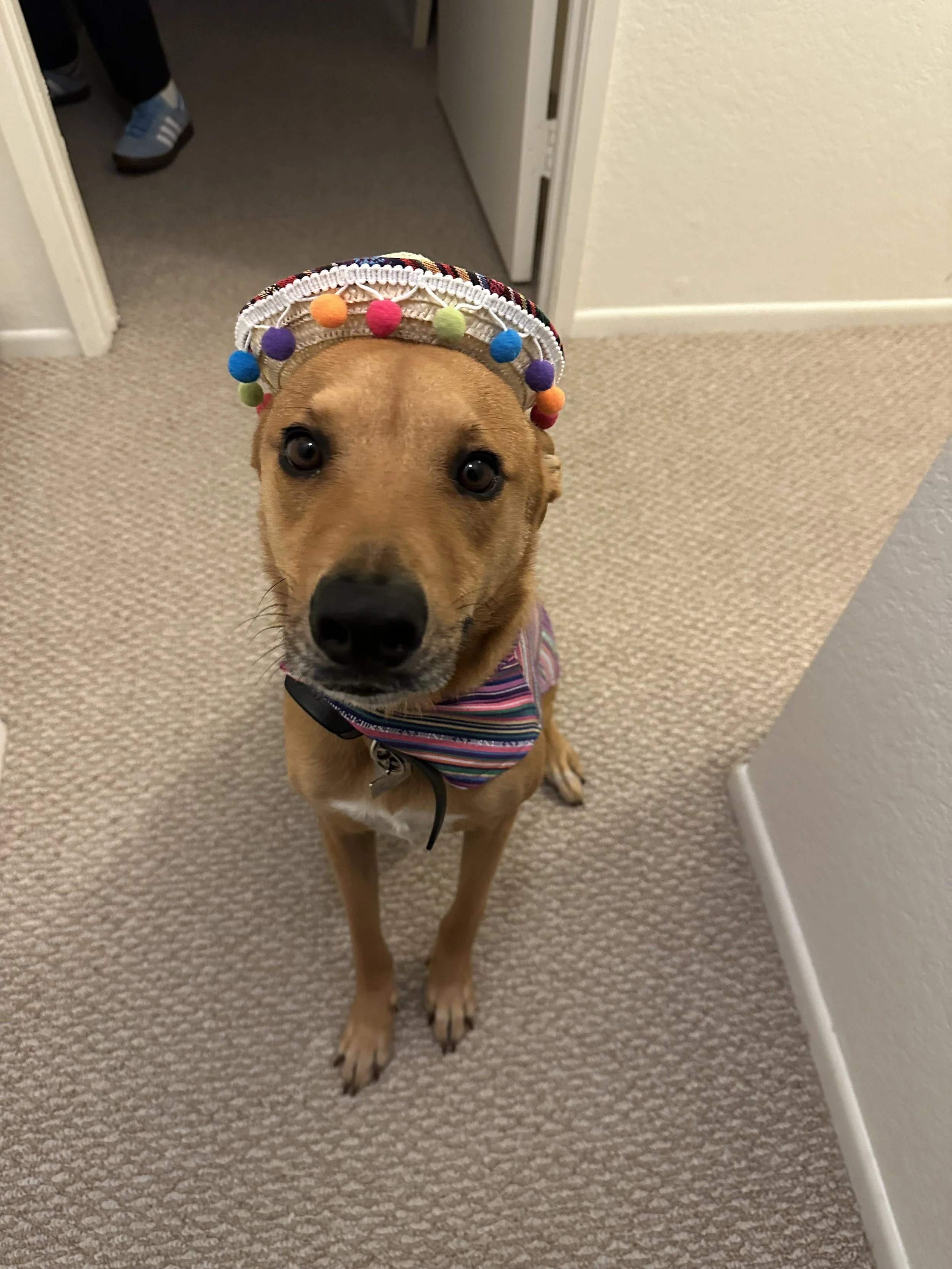 Mexican Dog
