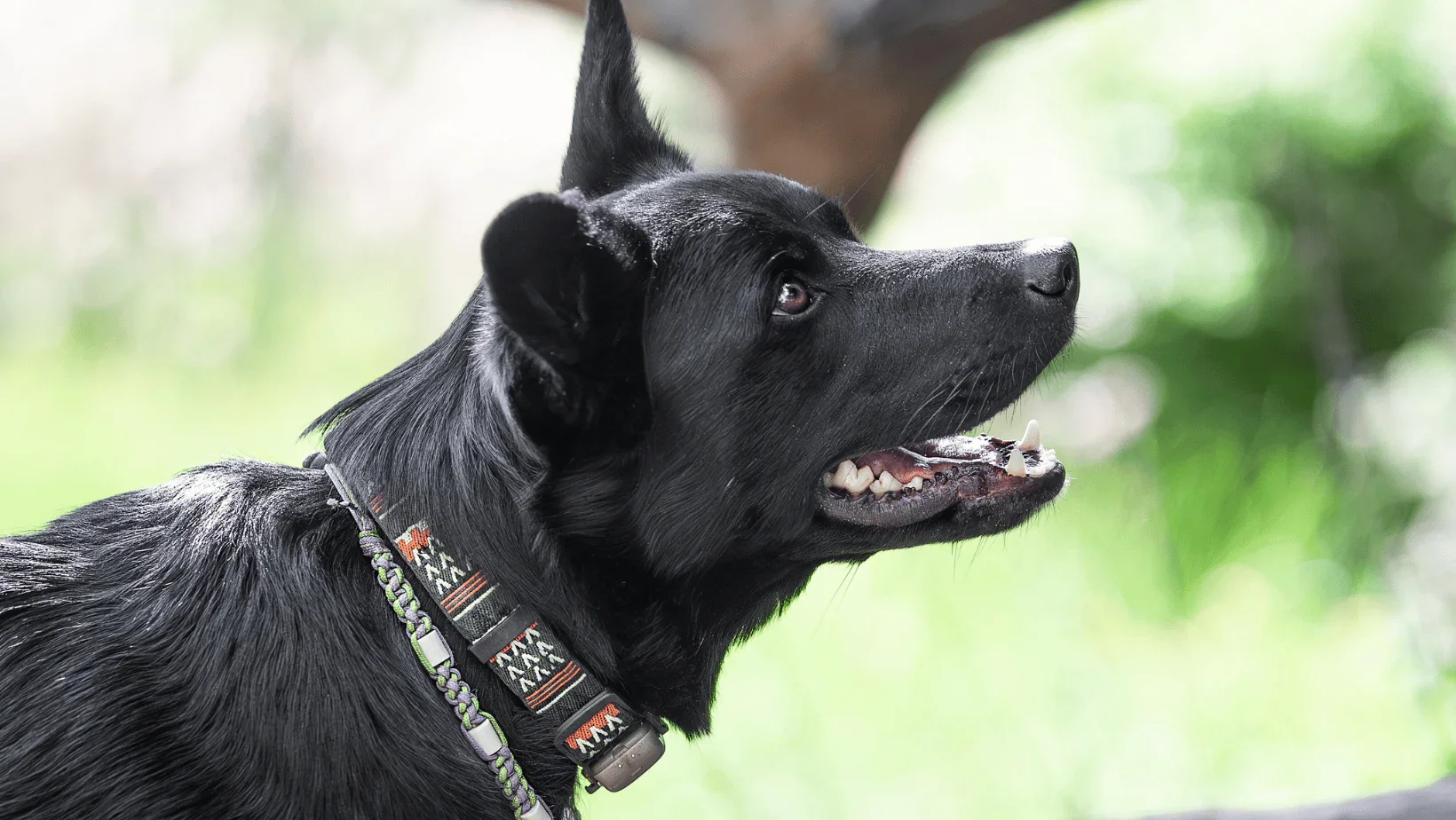 Zwarte hond focus op baas. 