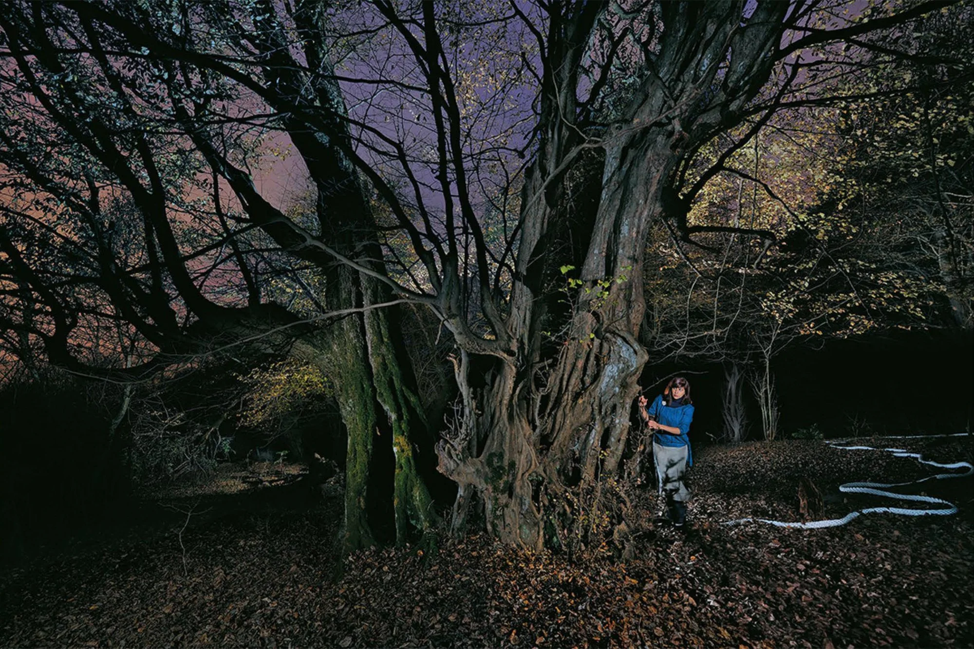 Apprihention Jungle 7.jpg