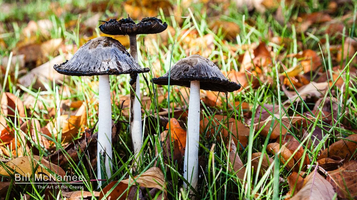 Mushrooms on the Meadow’s Edge