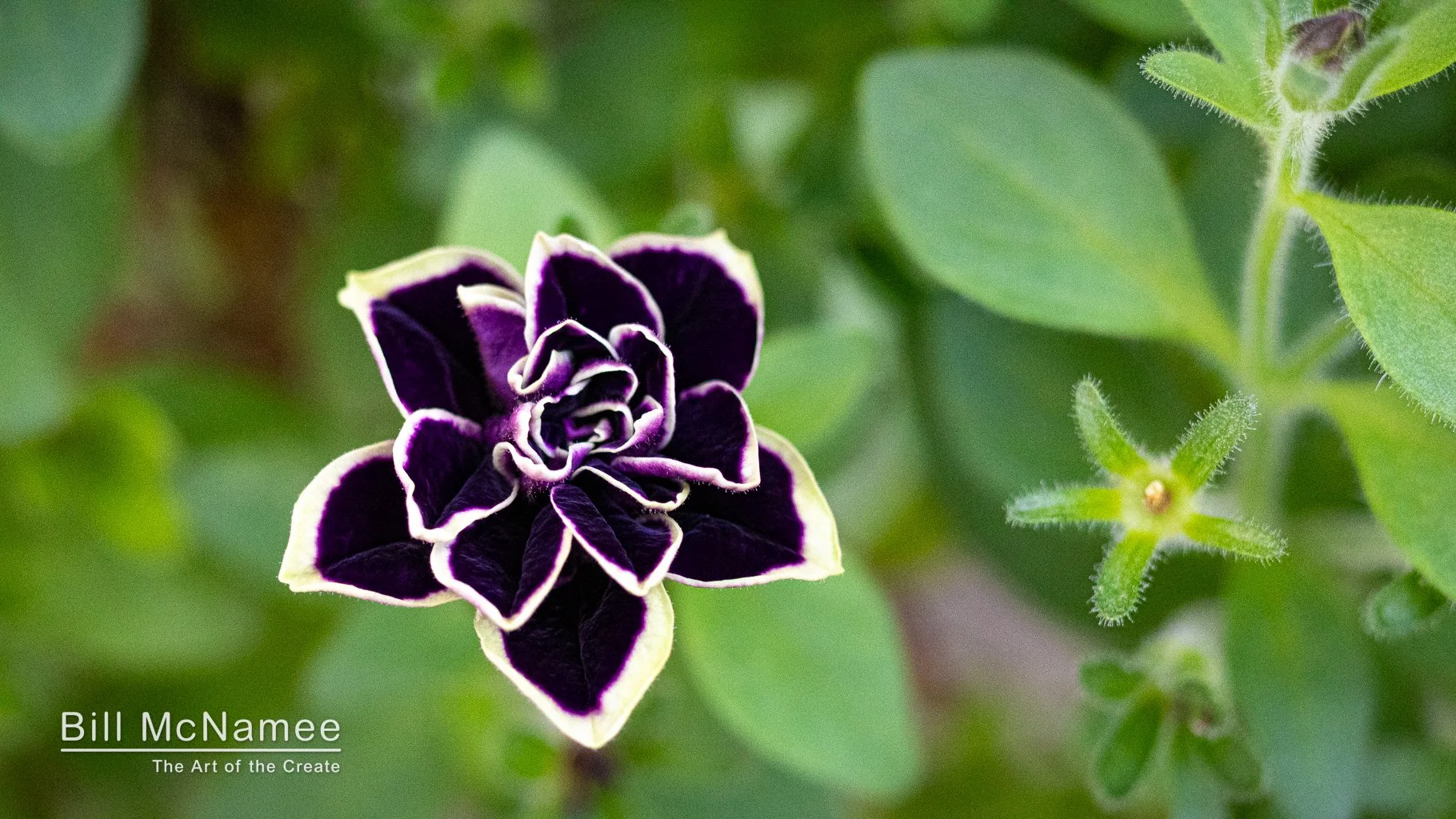 Nearscape Photography: Thinking About Summer