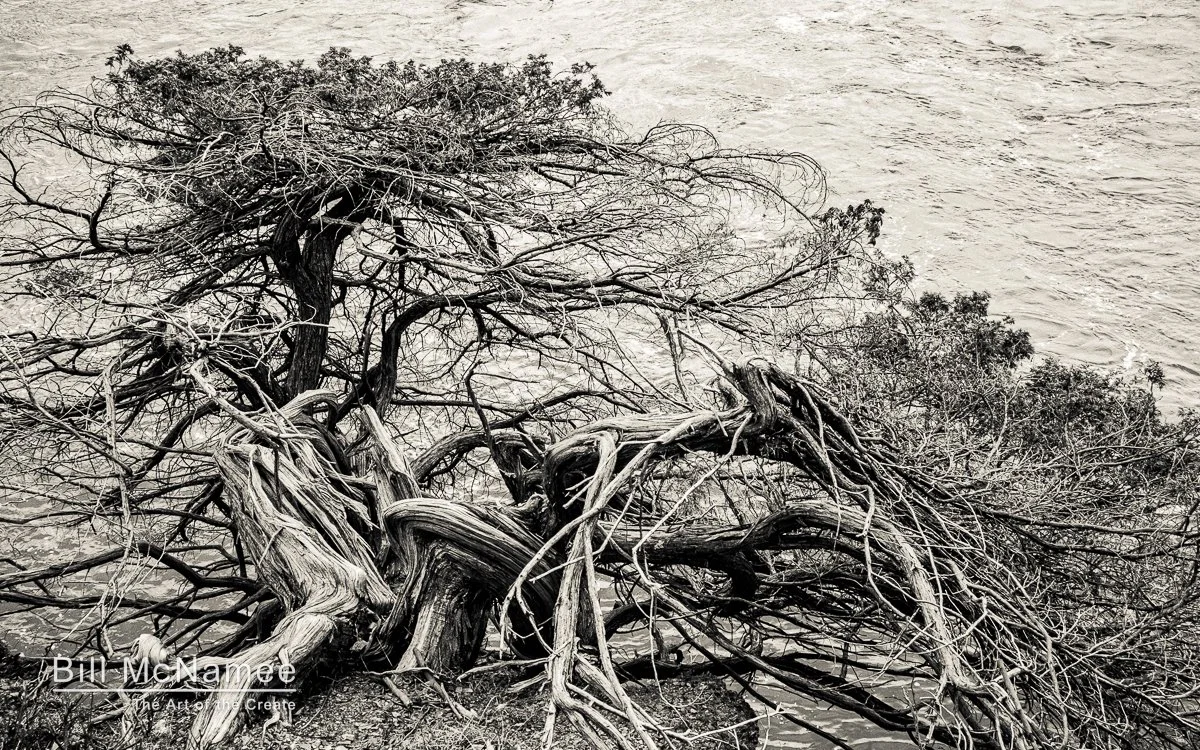 Two intertwined trees on a cliff above a rushing river, their forms suggesting an intimate embrace.