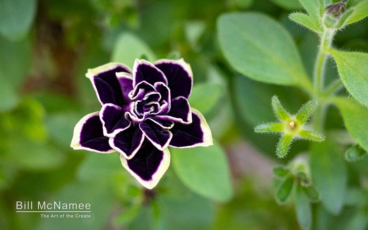 Close-up of a deep purple Midnight Gold Petunia with white-edged petals in soft evening garden light.