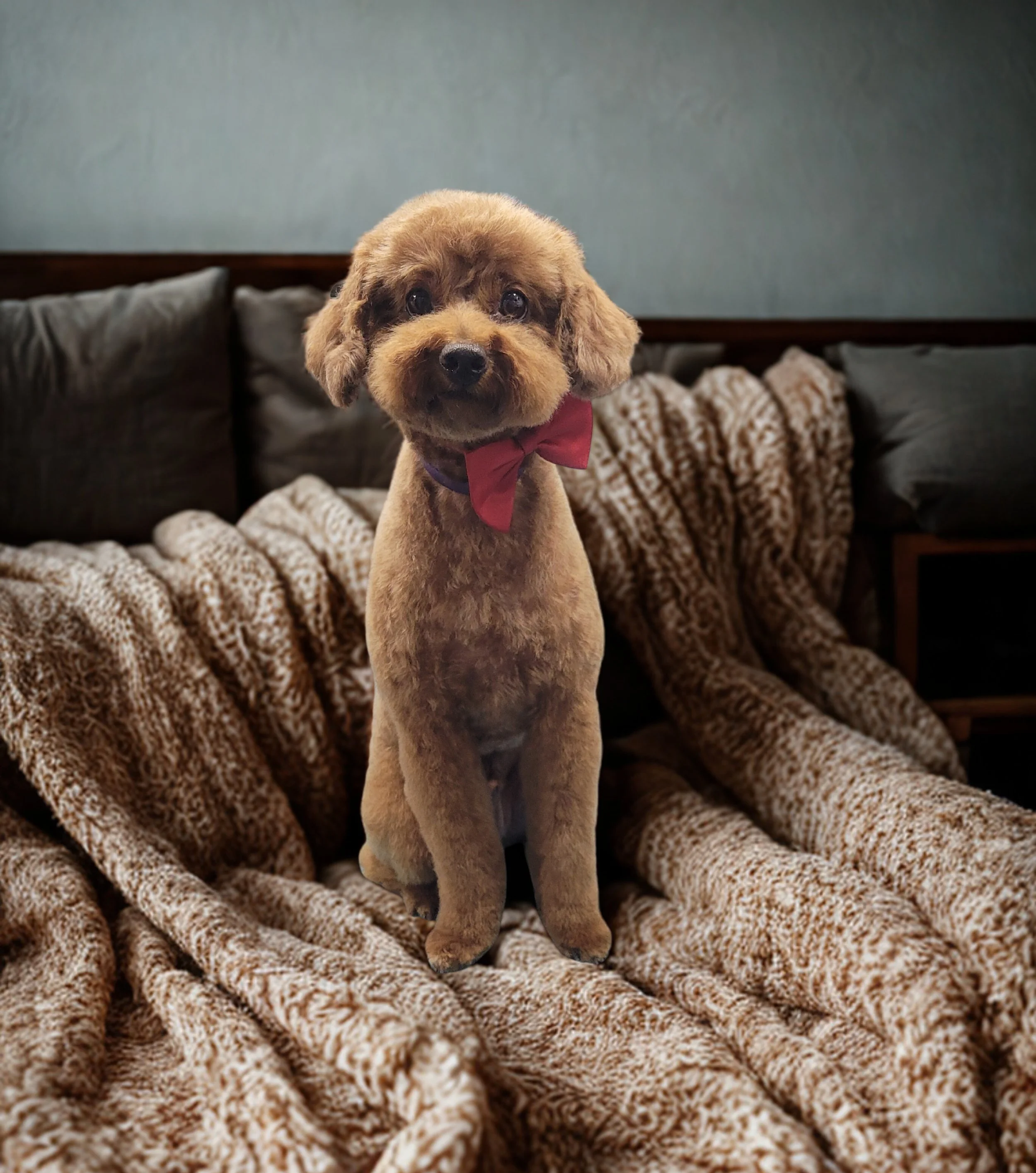 A cute dog with brown fur, wearing a red bow tie, sitting on a couch with a blanket.