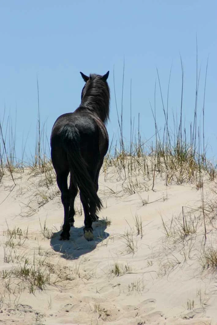 A black horse standing on sandy dunes with sparse grass, facing away towards a clear blue sky.