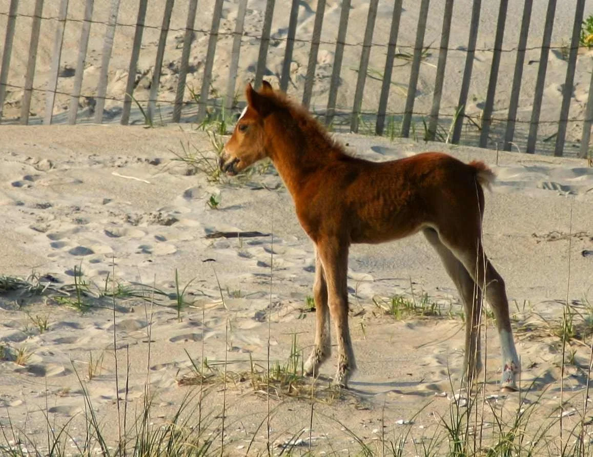 A young brown foal standing on sandy ground with a wooden fence in the background.