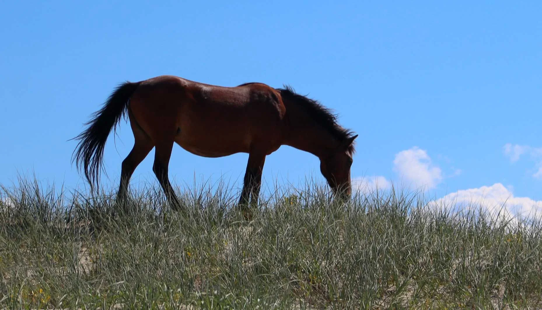A brown horse grazing on grass under a blue sky with clouds.