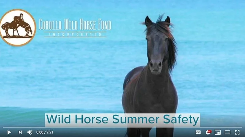 "Wild Horse Summer Safety."