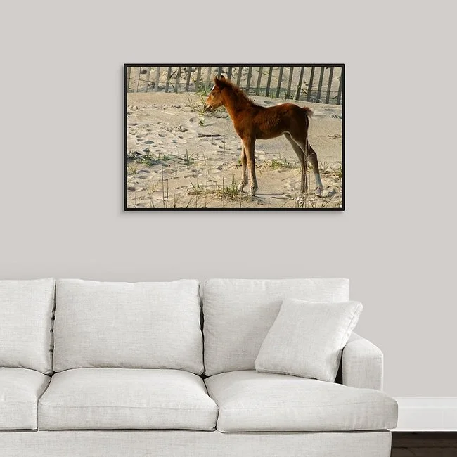 Perfect Colt I Framed Canvas.jpeg