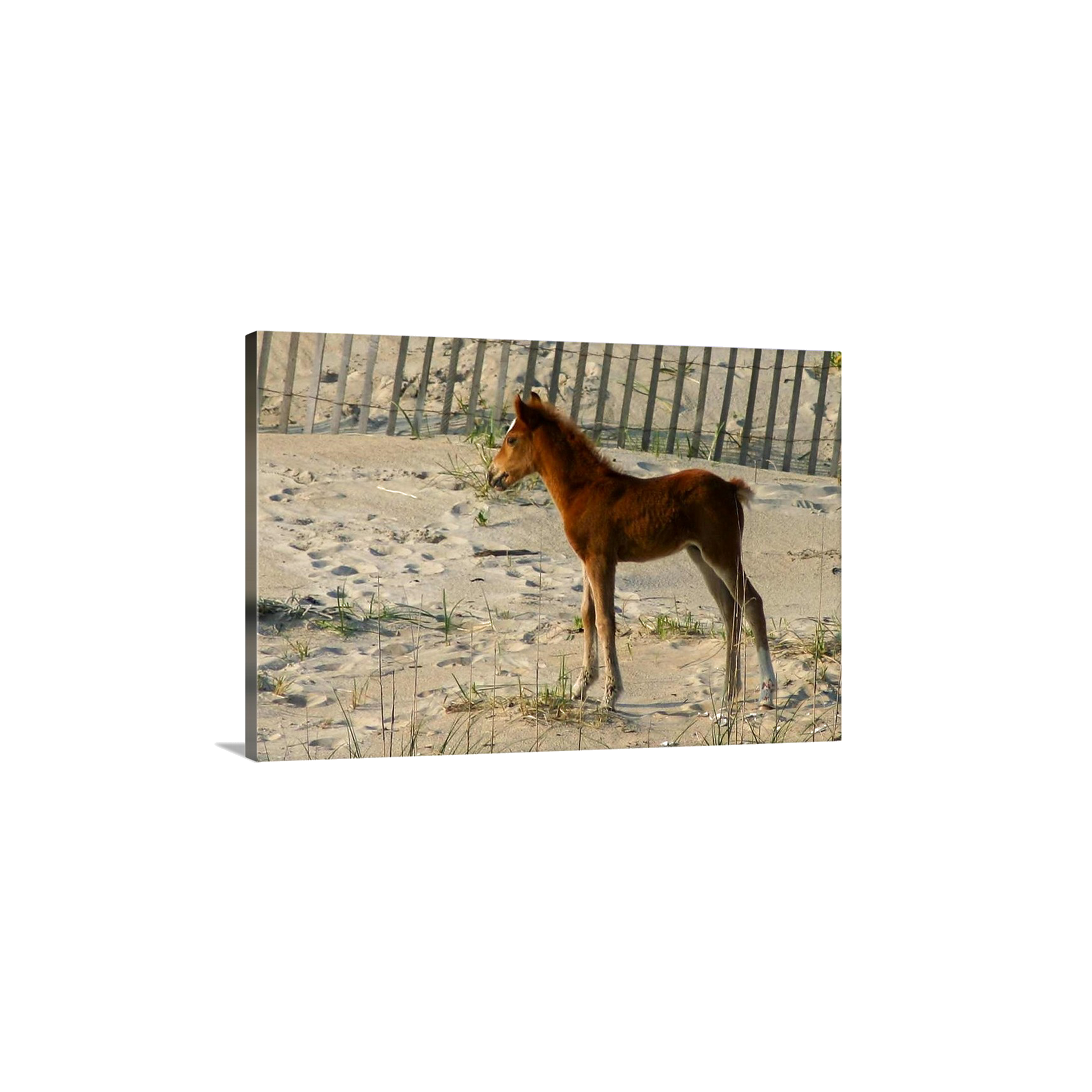 Perfect Colt I
