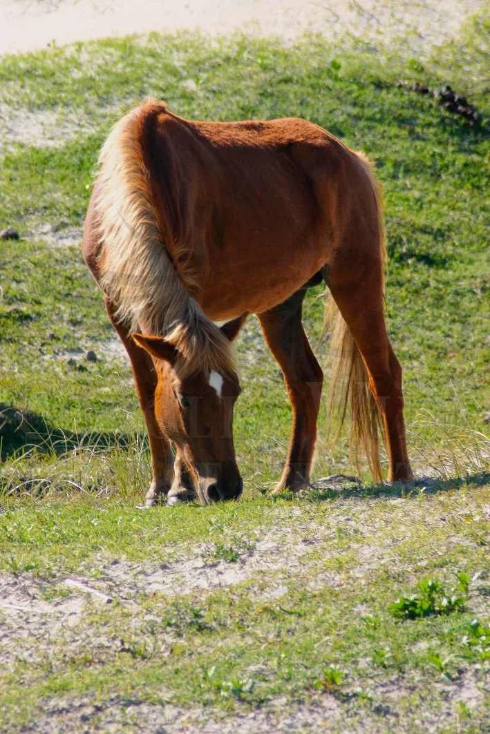 A chestnut horse grazing on grass in a sunny field.