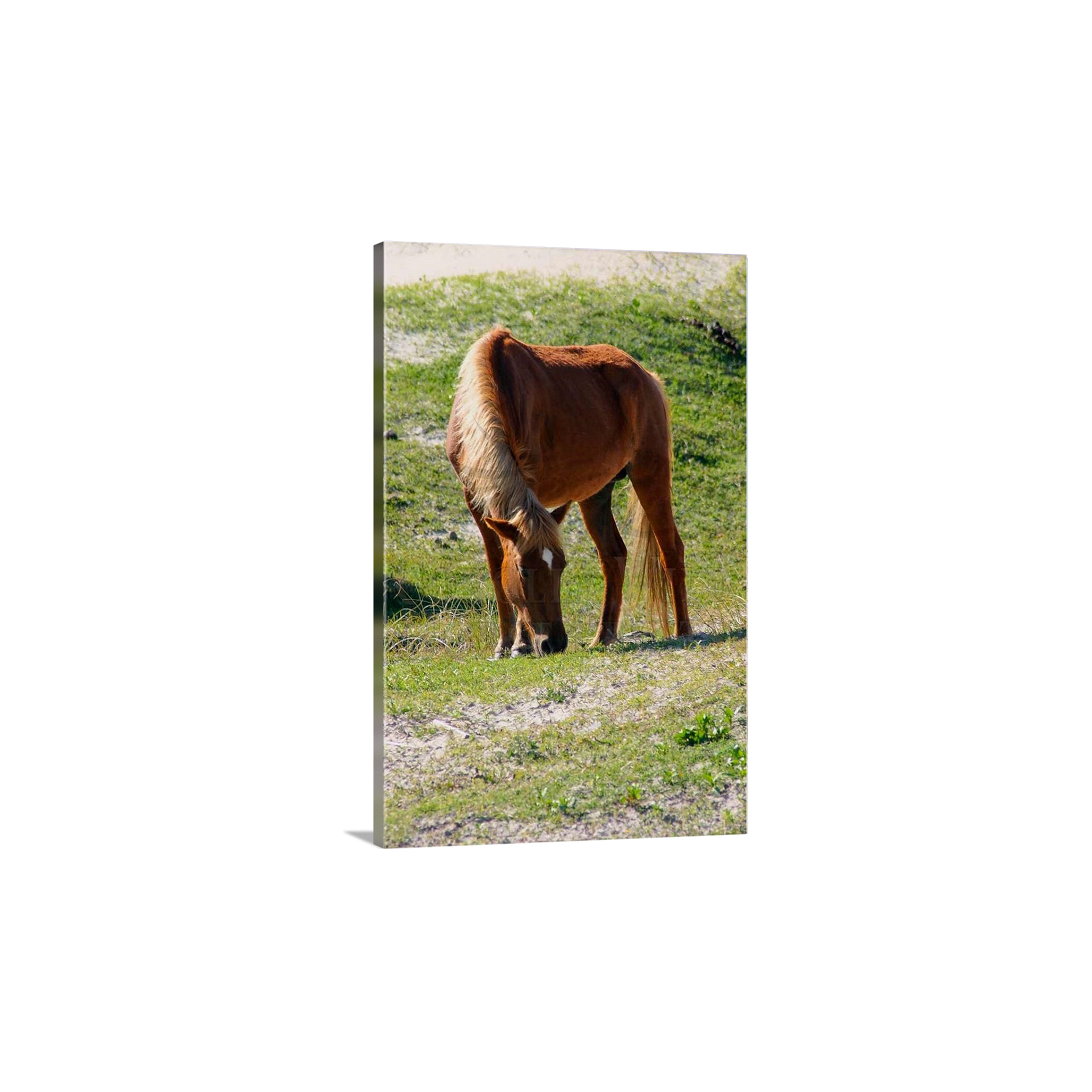 Grazing Time I