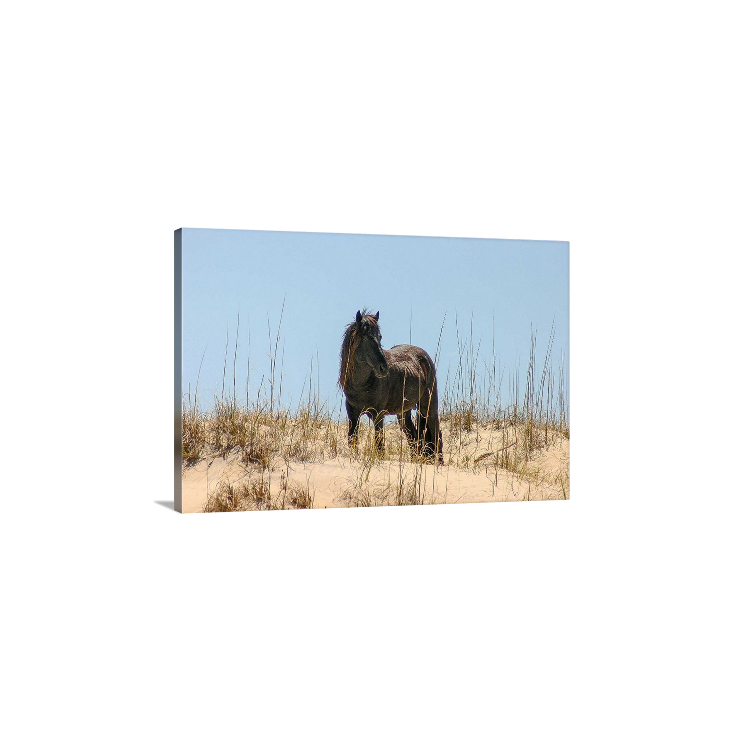 Black Stallion Hill I