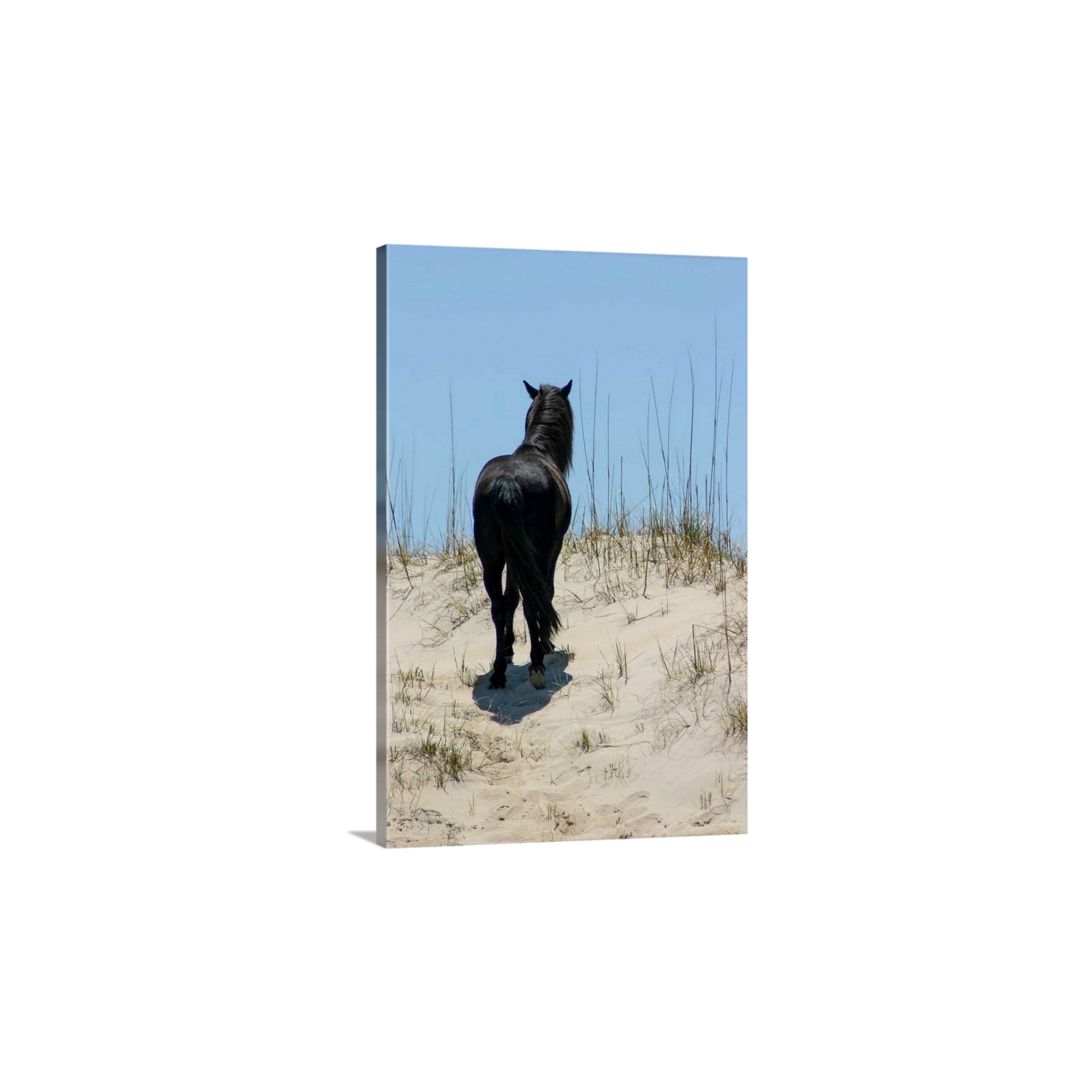 Black Stallion Hill III
