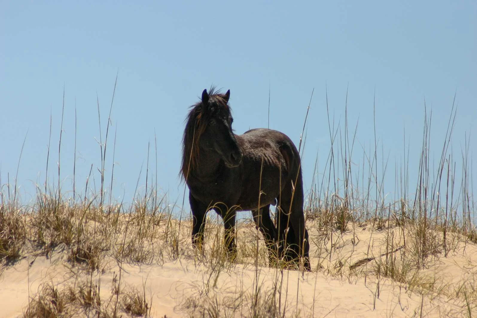 Black horse standing on sandy dunes with dry grass, under a clear blue sky.