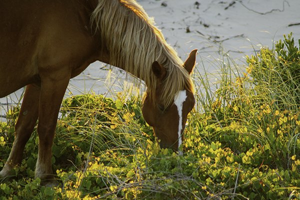 A brown horse with a white blaze on its face grazing on yellow and green plants near a body of water.