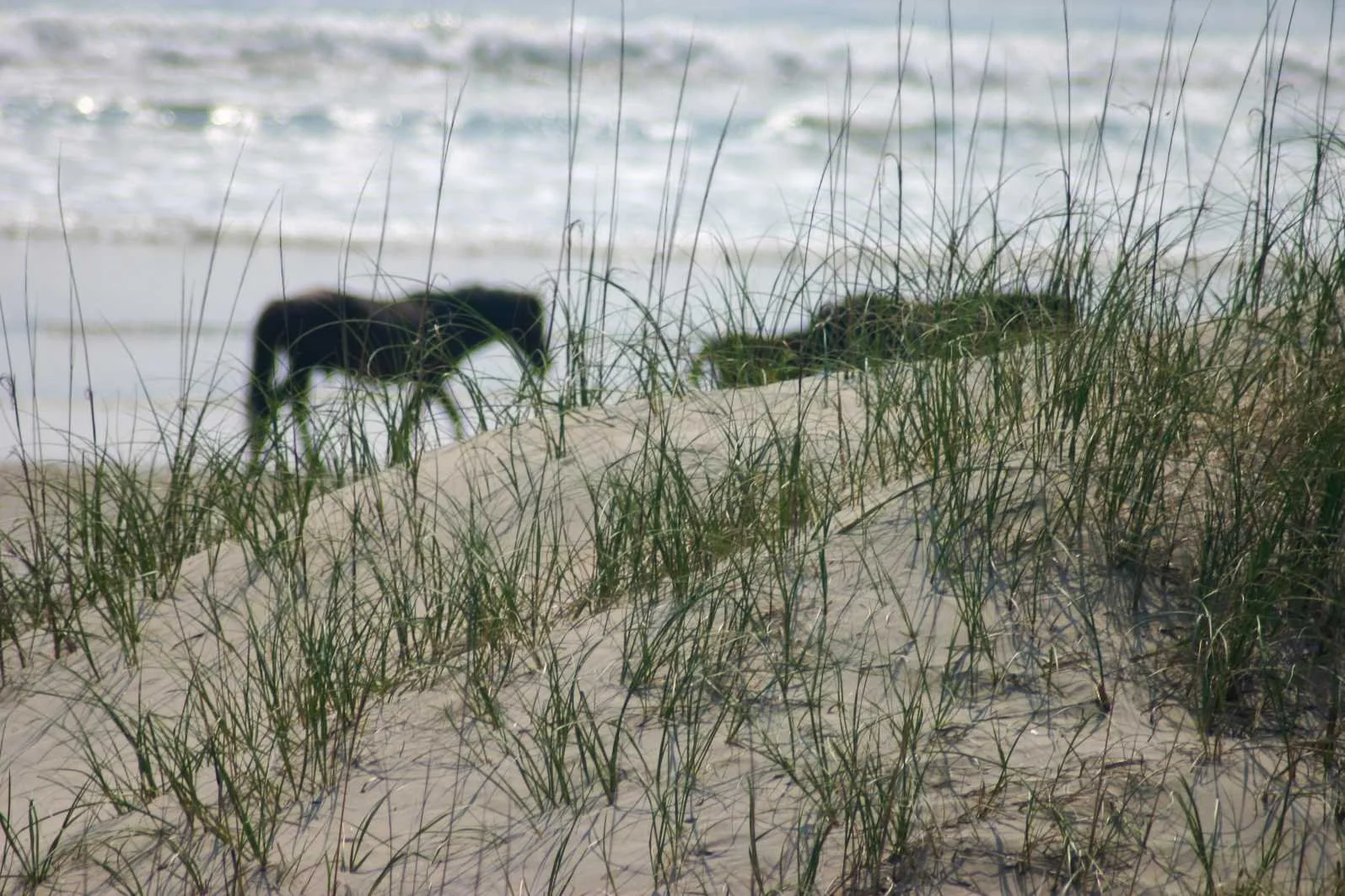 Beach scene with grassy sand dunes in the foreground and blurred shoreline with waves in the background, including a partially visible dark-colored boat.