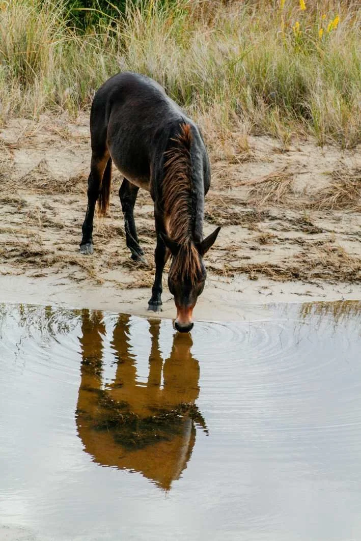 A dark brown horse with a chestnut mane drinking water from a pond with a reflection of itself in the water, near grassy terrain.