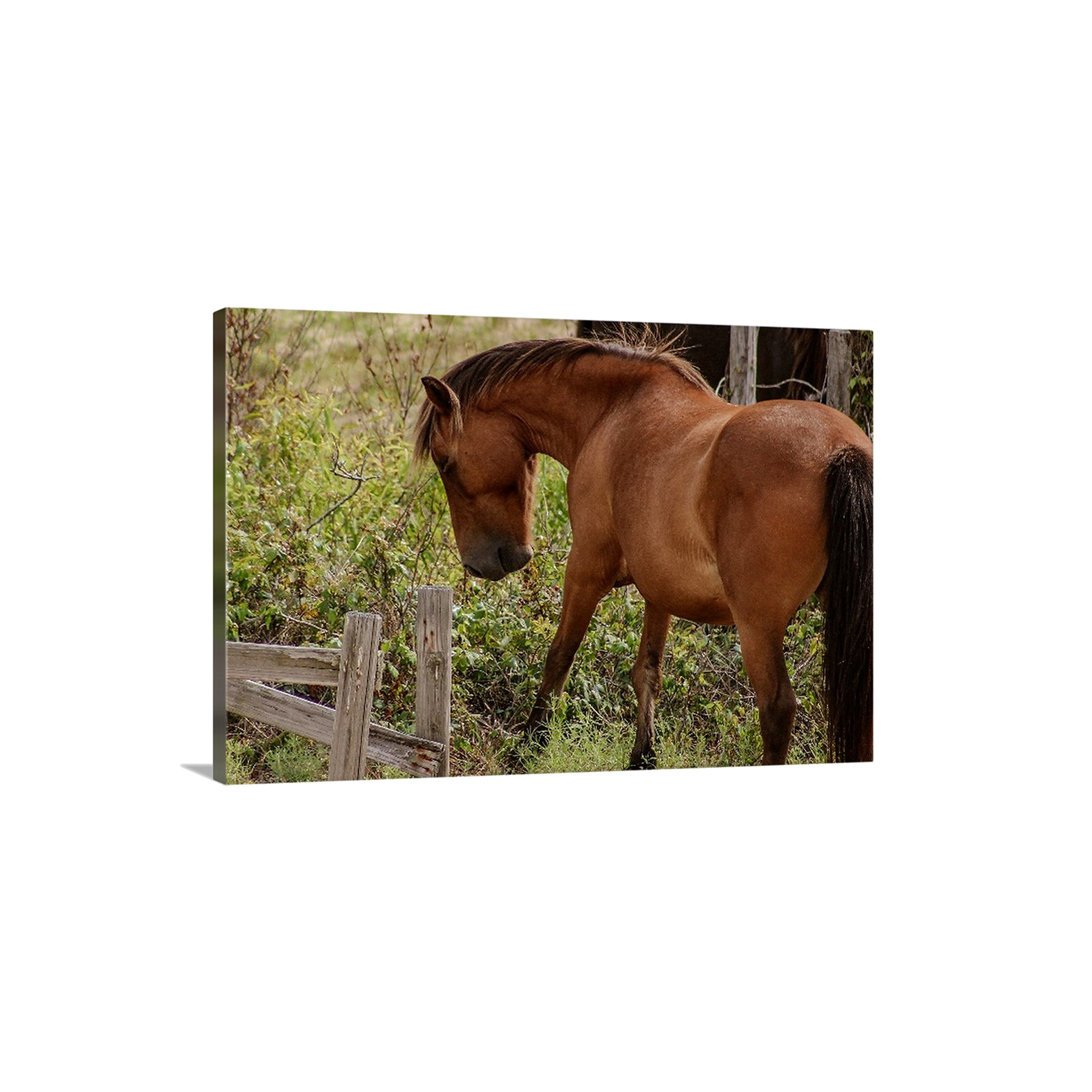 Grazing II