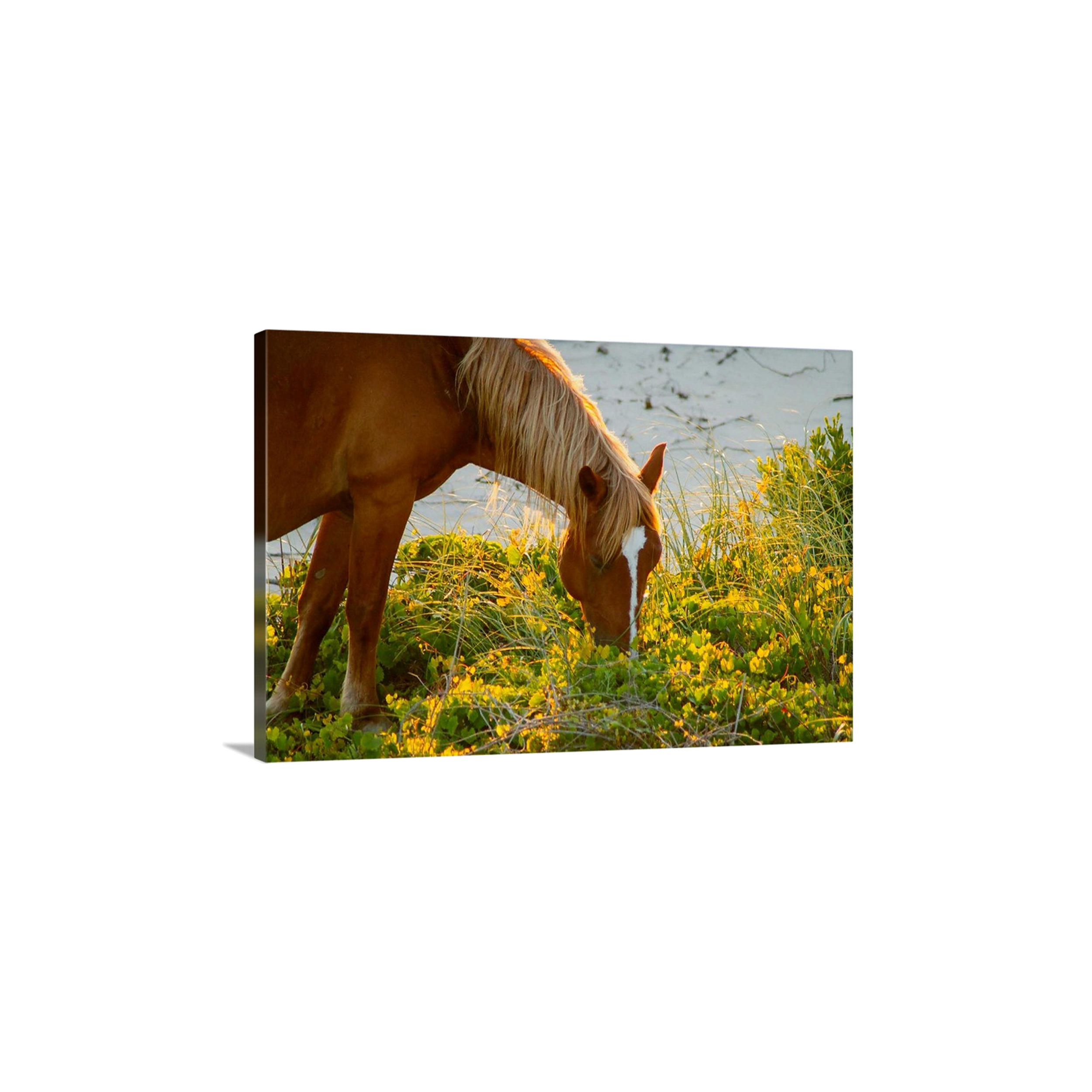 Grazing Beauty I