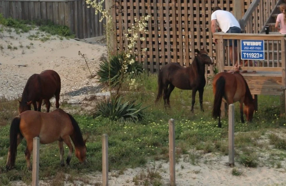 Four small horses grazing on grass near a wooden deck with two people on it, plants, and a wooden fence in the background.