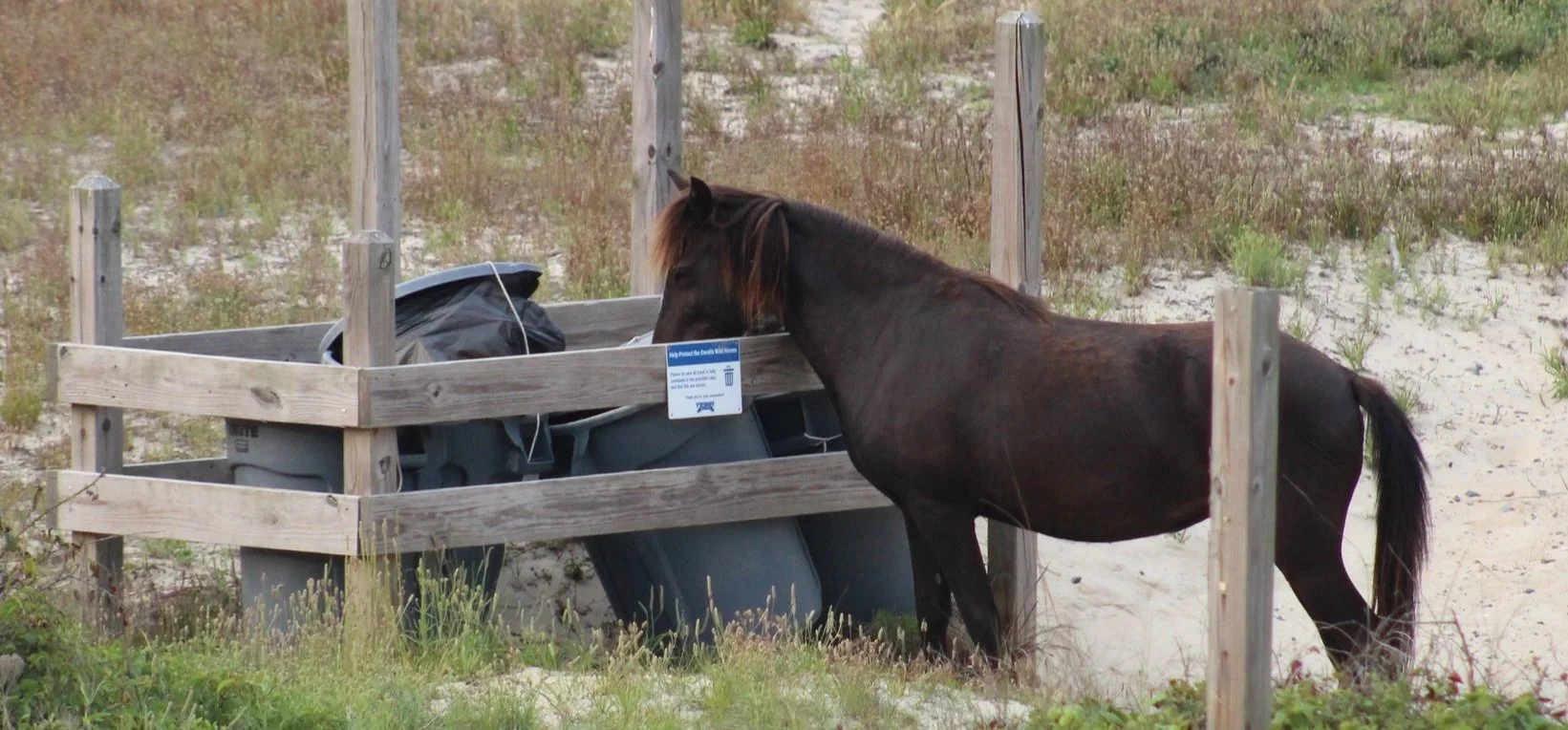 A horse drinking water from a trash can enclosed by a wooden fence.