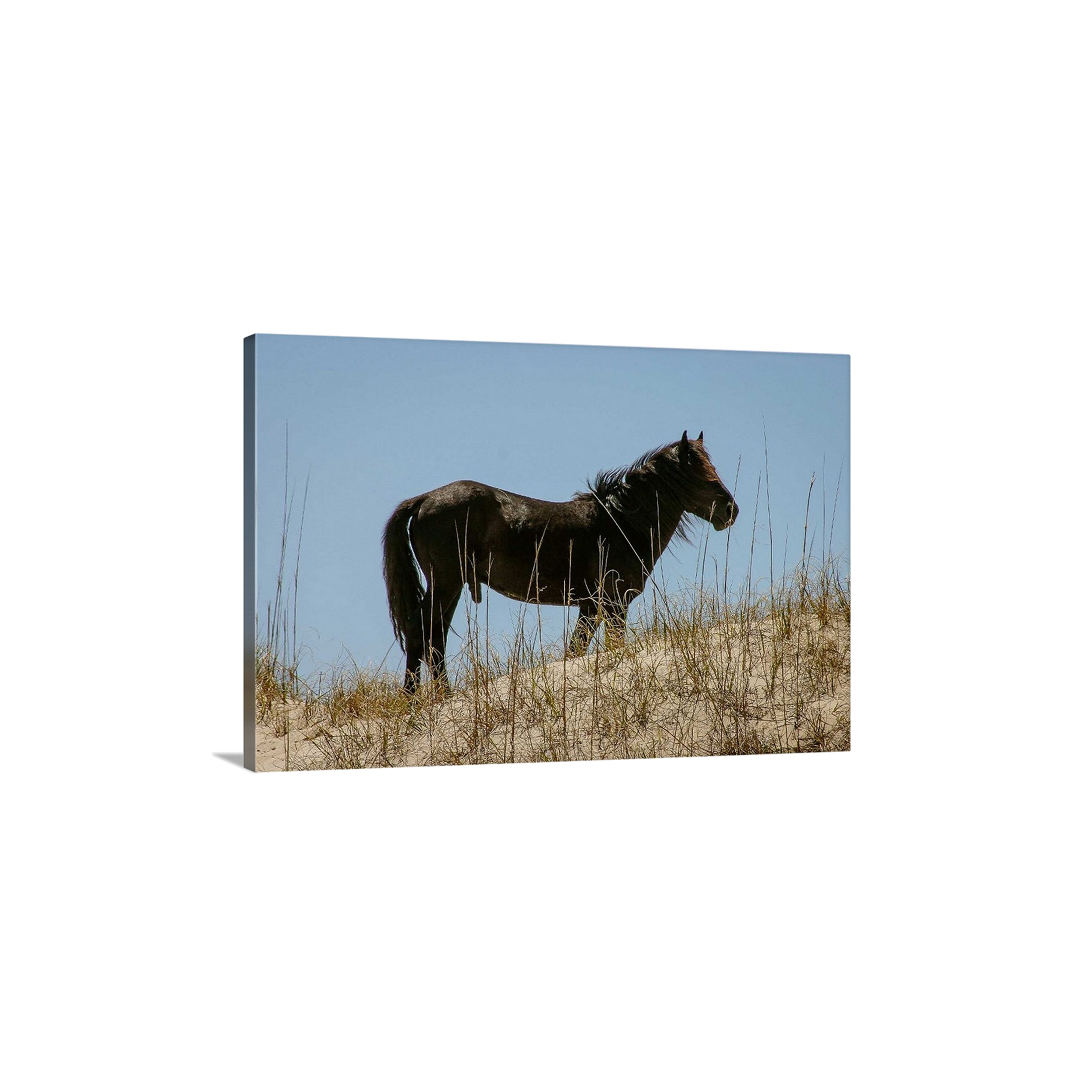 Black Stallion Hill II