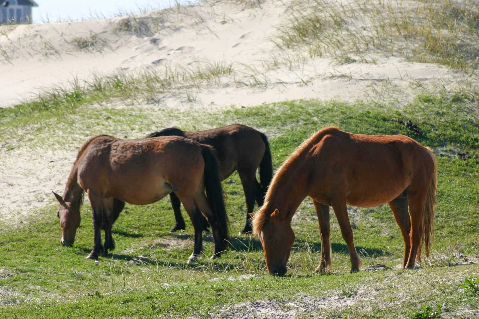 Three horses grazing on grass in a sandy, grassy landscape.