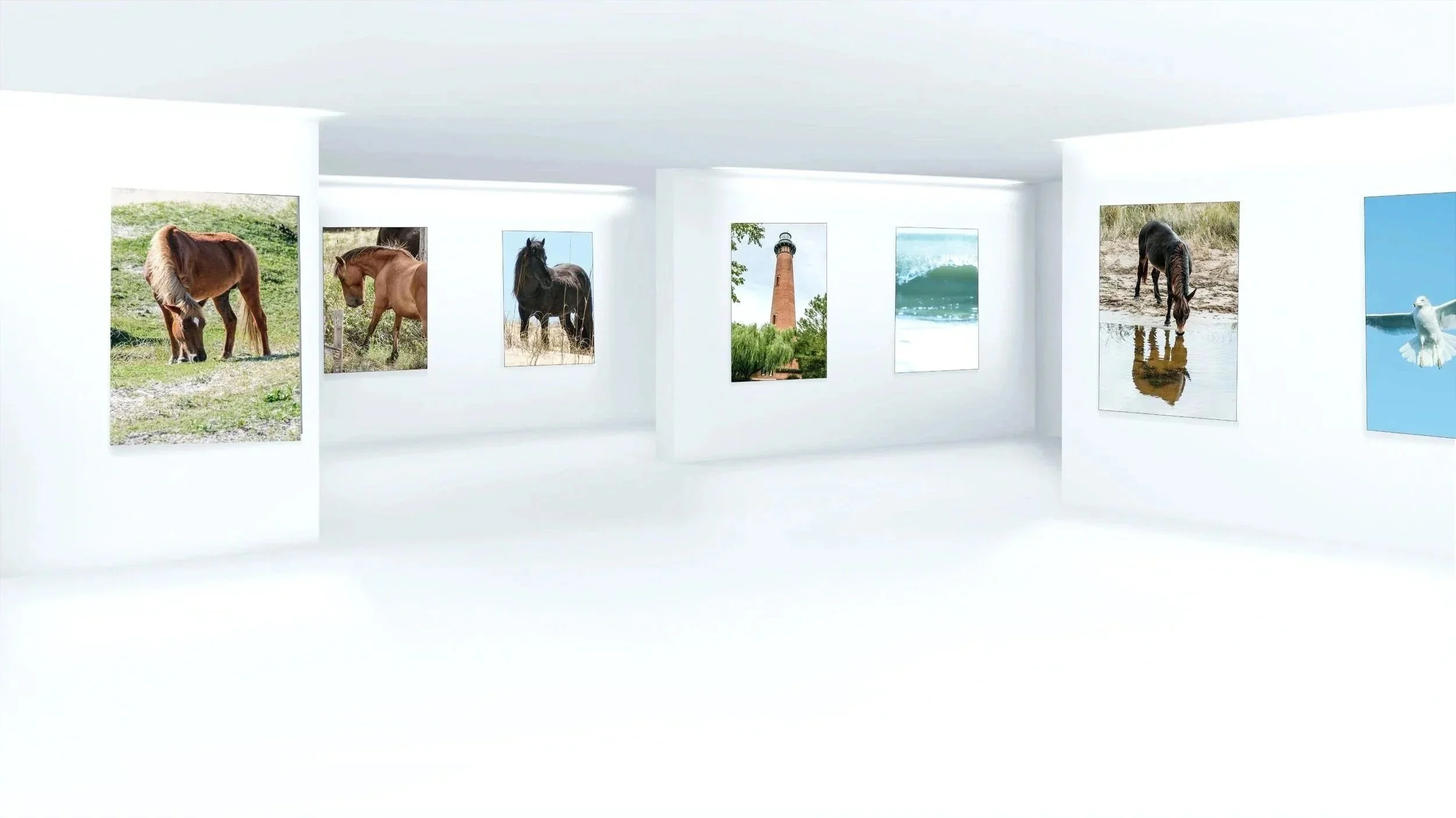 A white art gallery space displaying photographs of horses, a lighthouse, waves, and a seagull on a blue background.