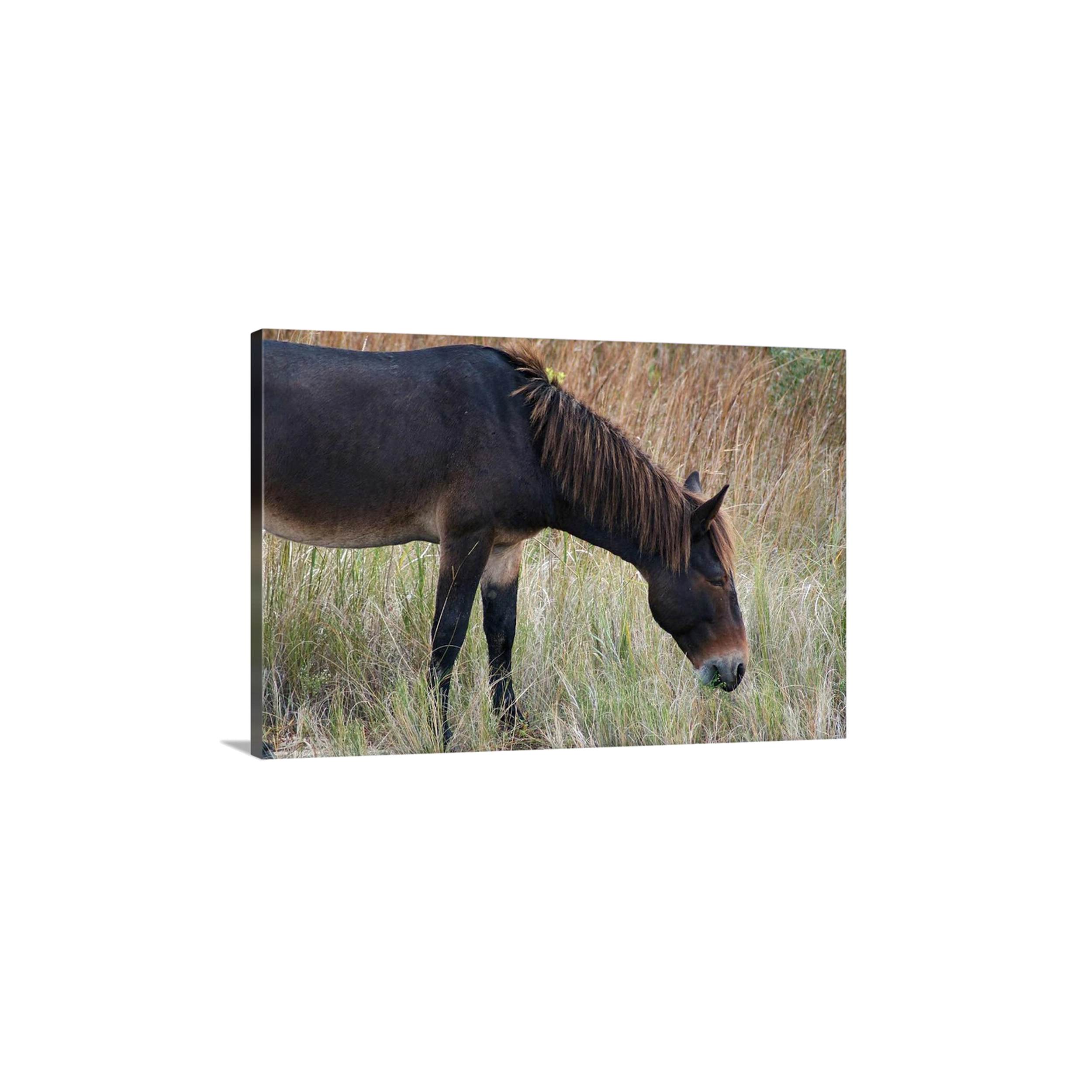 Grazing with Raymond