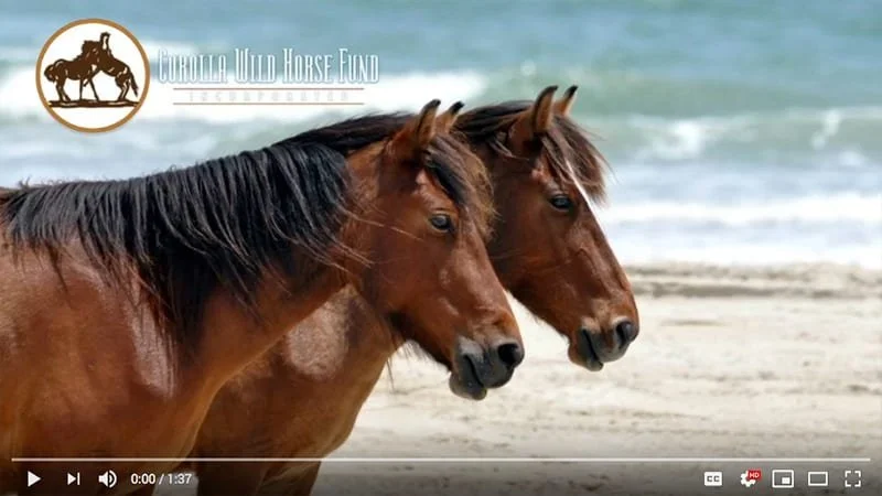 CWHF Wild Horses on Beach