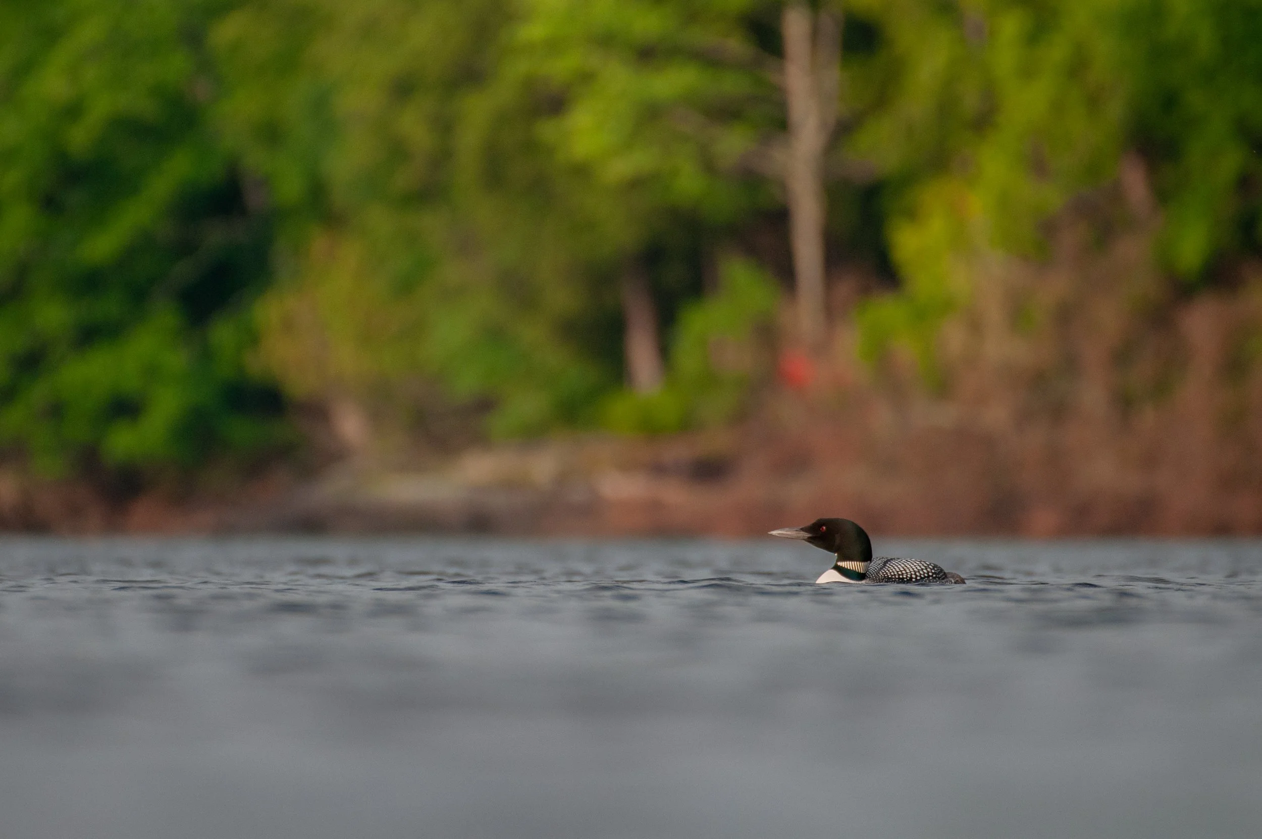 Loon 1-4265.jpg