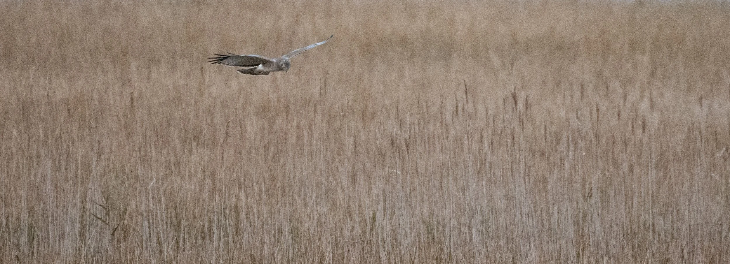 Northern Harrier (1 of 1).jpg