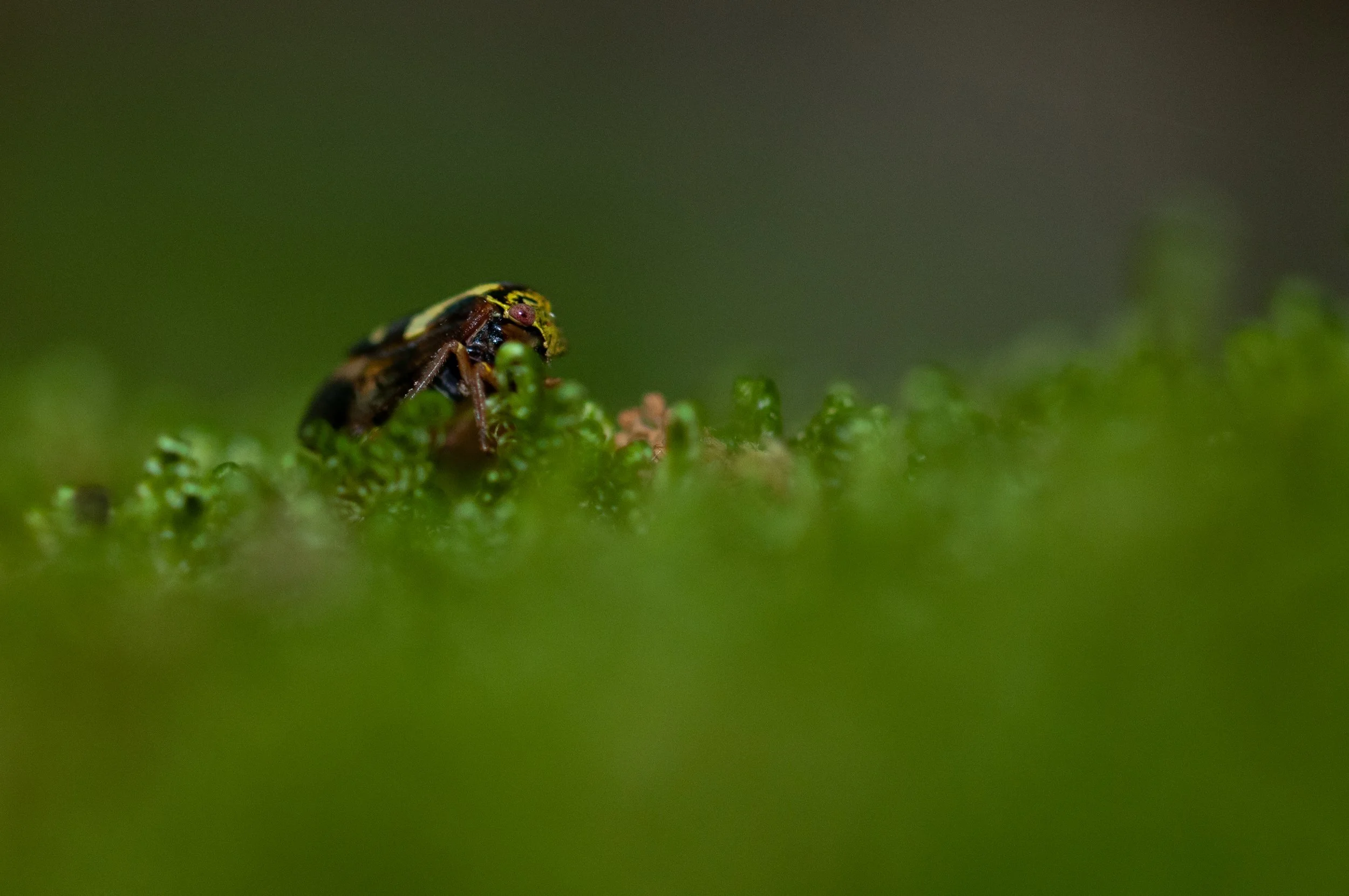 Weird Bug (1 of 1).jpg