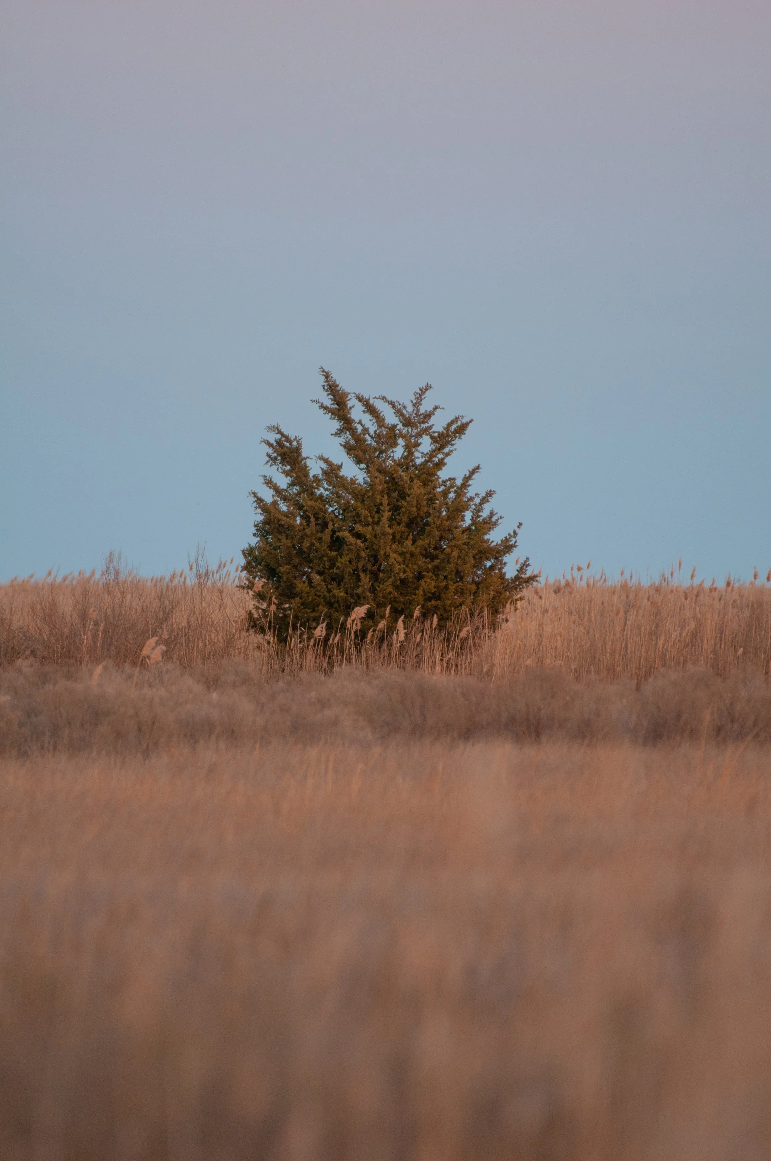 tree (1 of 1).jpg