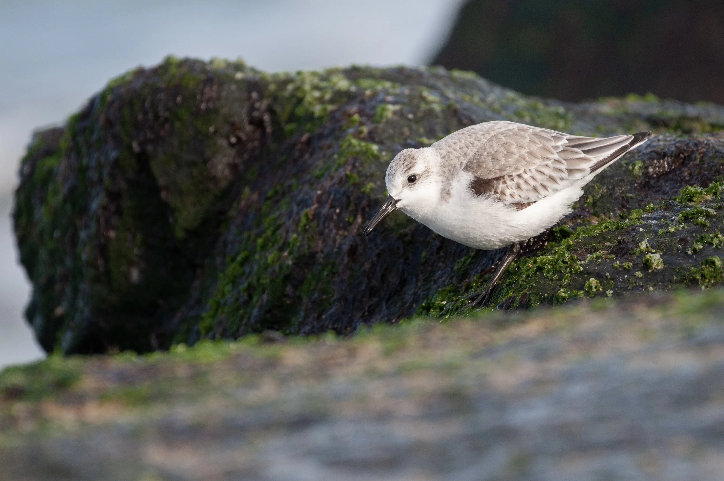 Sanderling (1 of 1).jpg