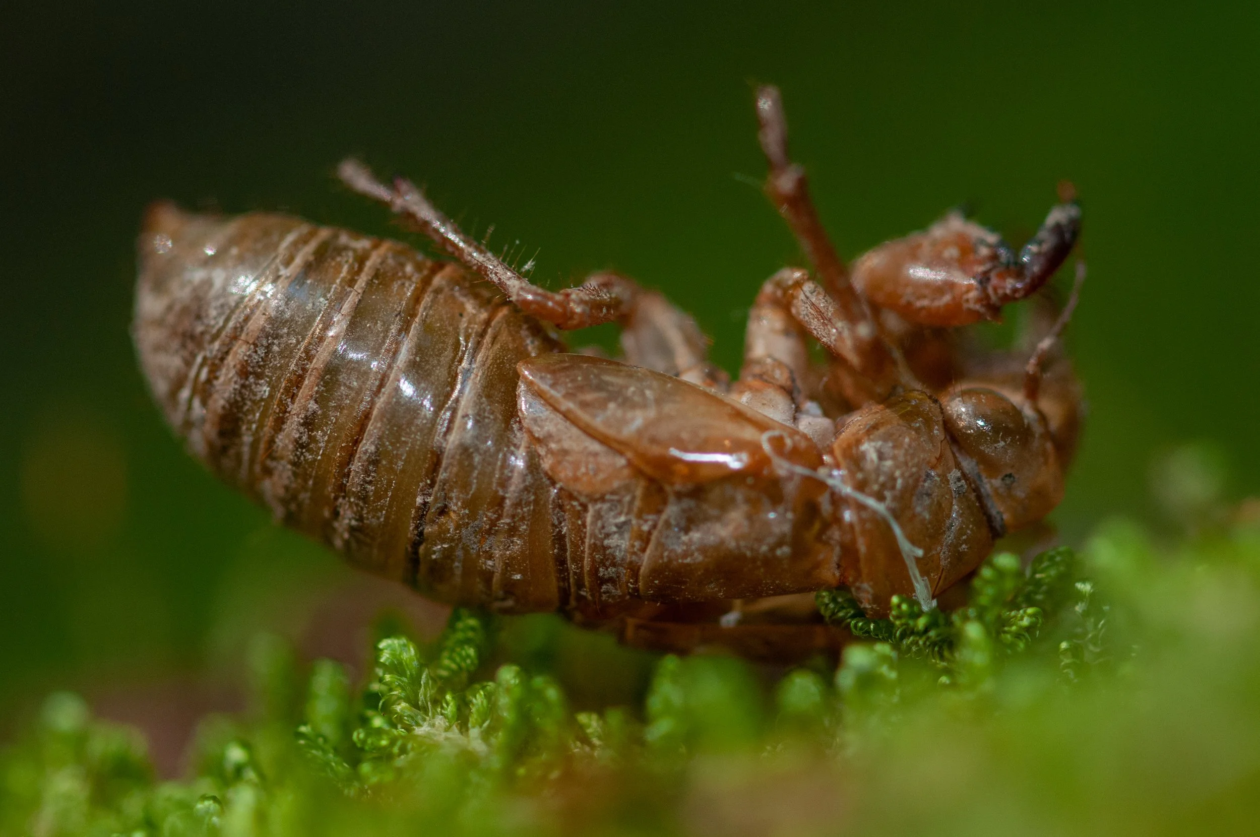 Cicada Shell (1 of 1).jpg