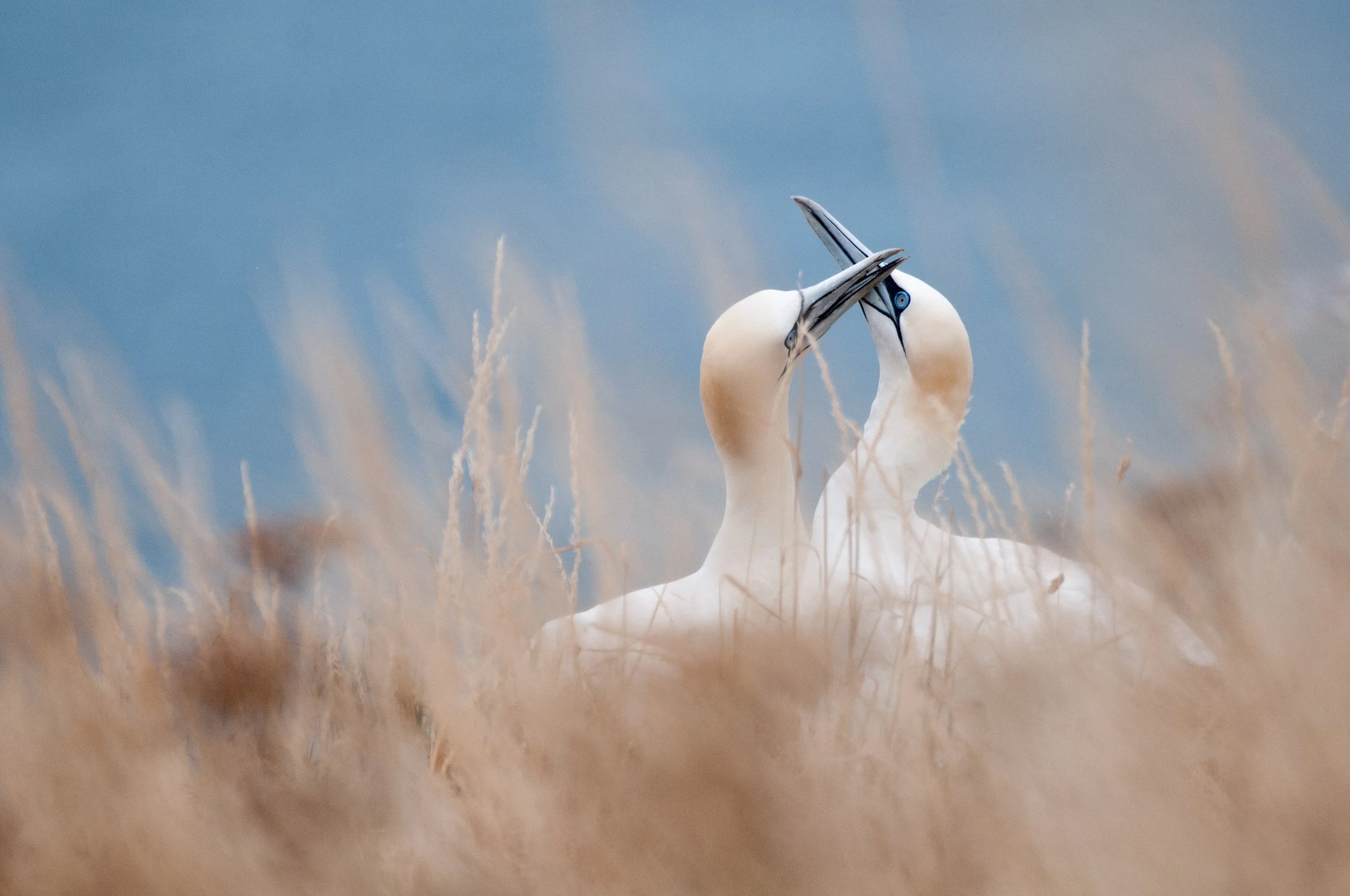 Gannets-8314.jpg