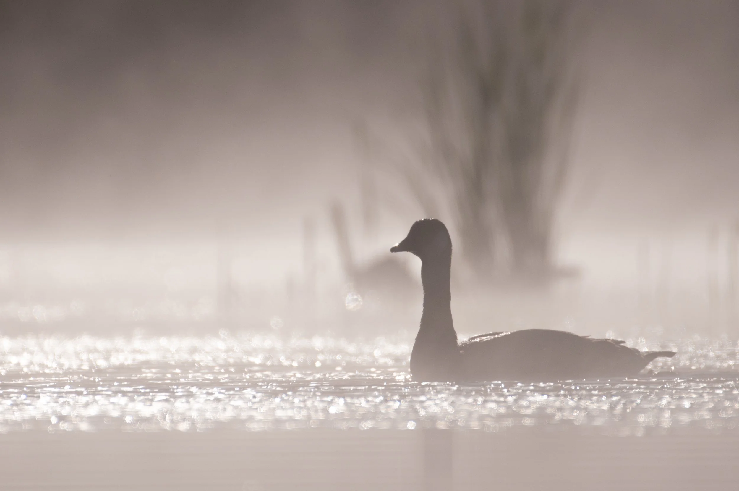Goose-4121.jpg
