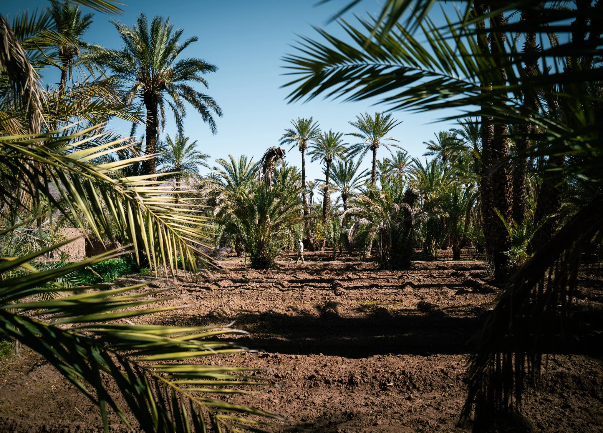 Palmen in einem Fruchtgarten unter blauem Himmel.