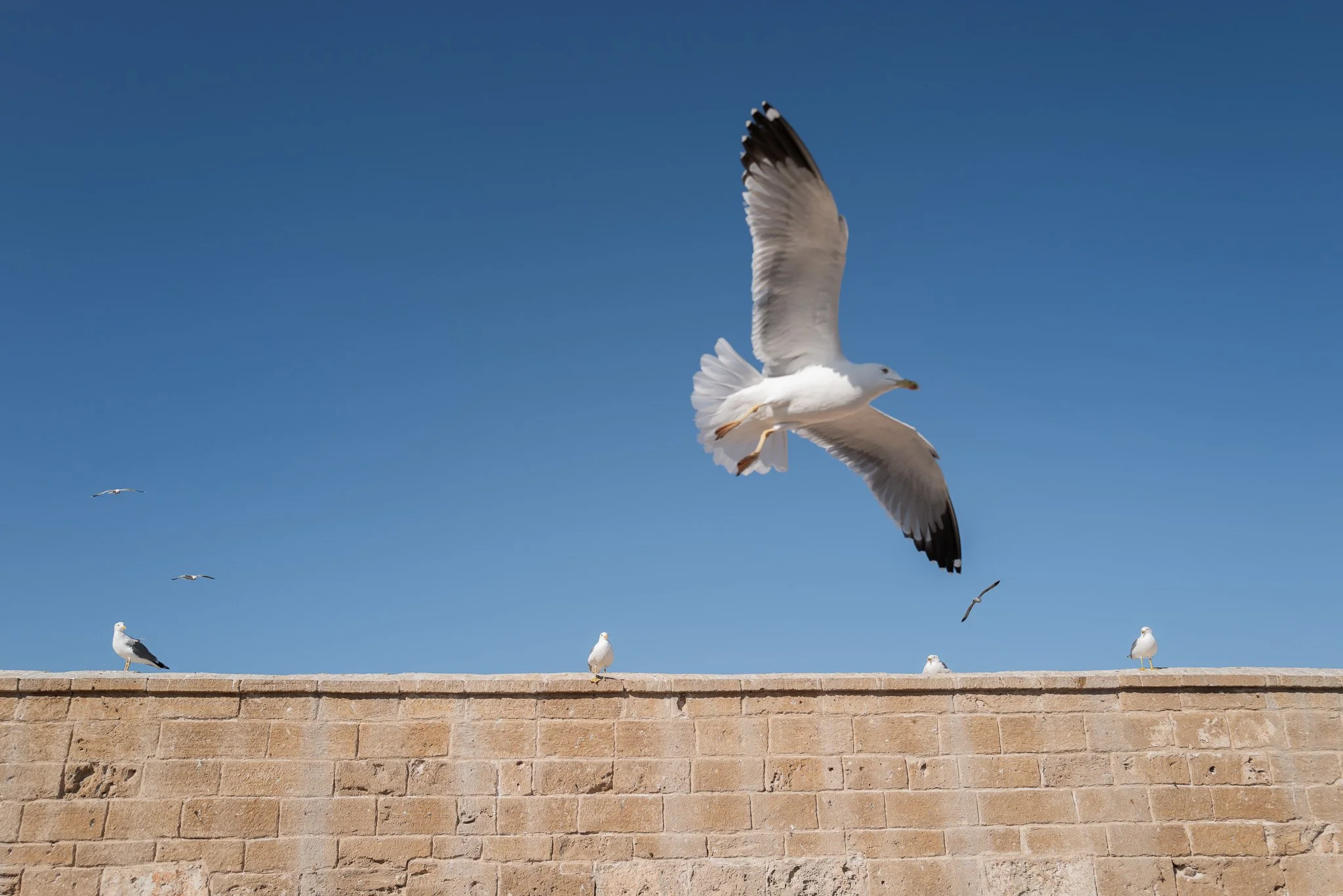 Mehrere Möwen auf einer Steinmauer unter einem klaren blauen Himmel, eine Möwe fliegt in der Mitte des Bildes.