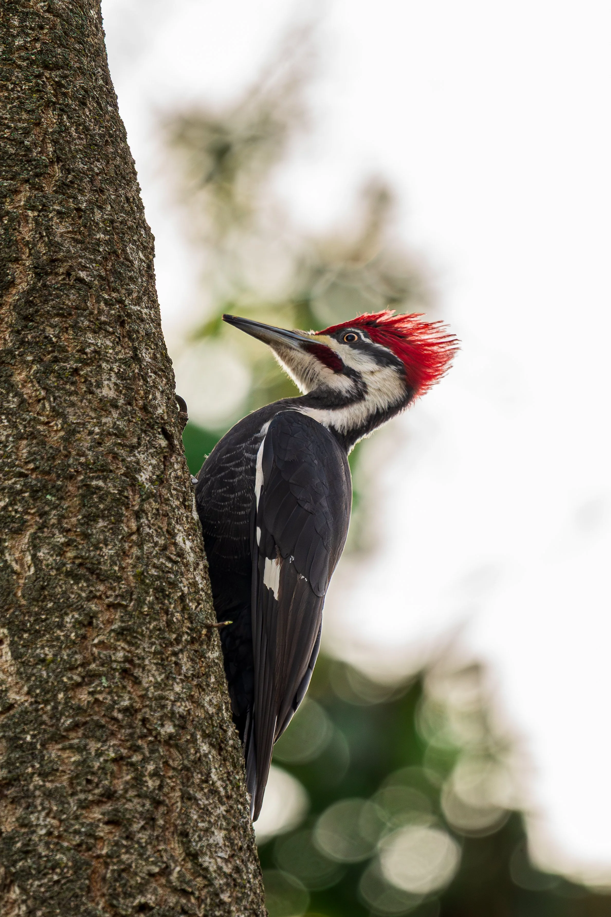 A woodpecker with a red crest perched on the side of a tree trunk.