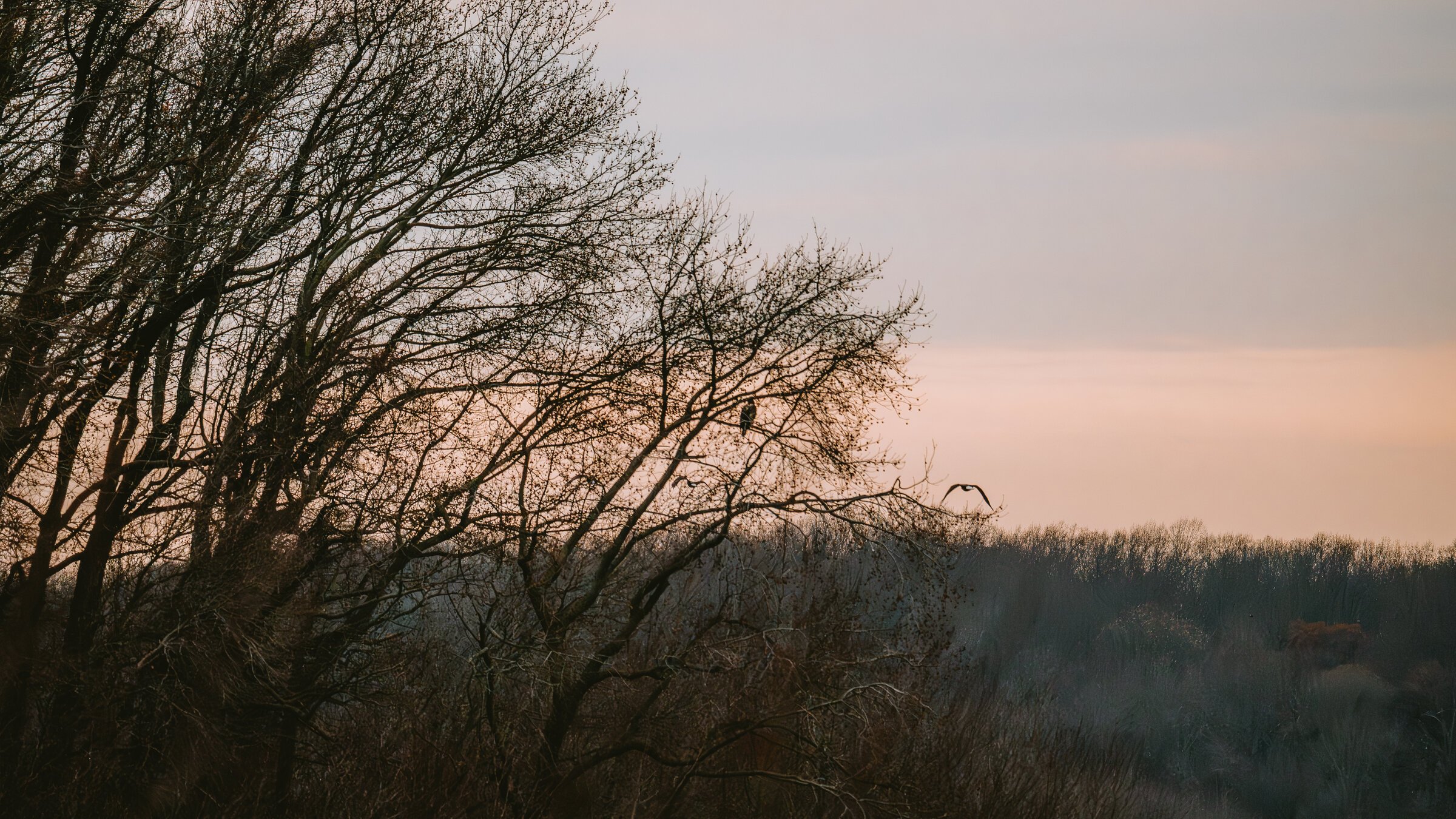 Bare trees with no leaves, a bird flying in the sky during dusk or dawn with a pastel-colored sky.
