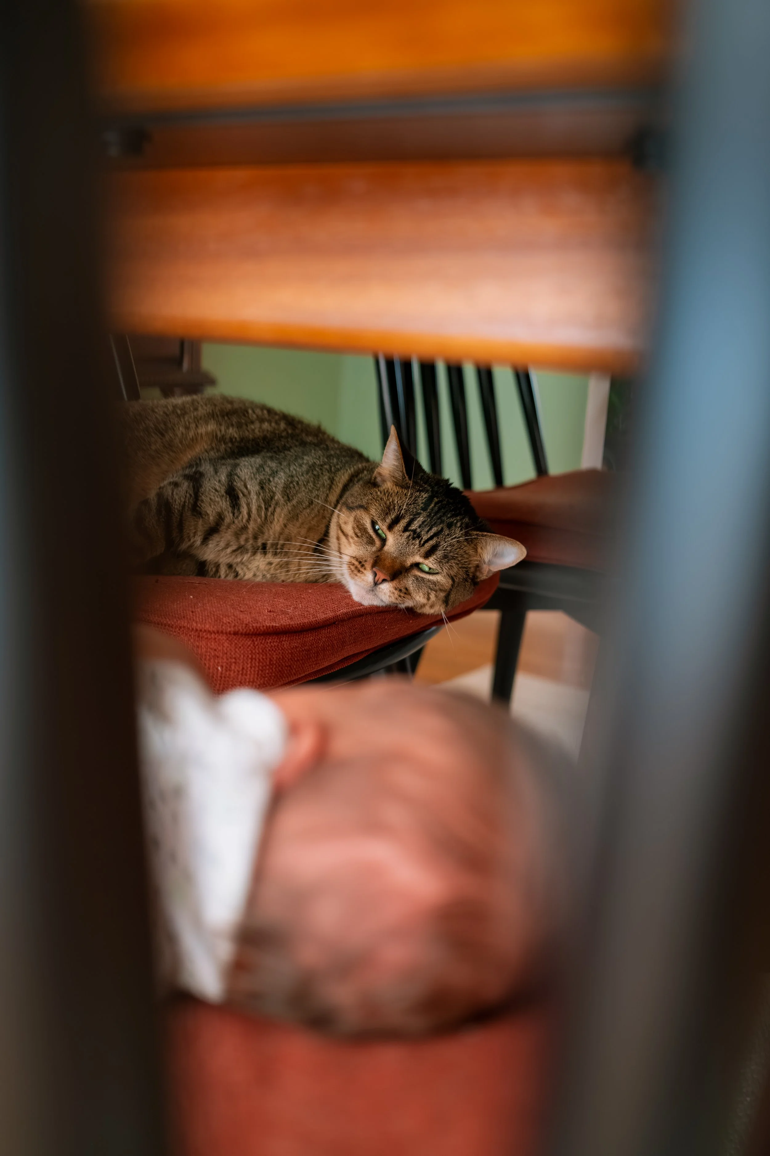 A tabby cat lying on a red cushion under a wooden dining table, looking at the camera with green eyes.