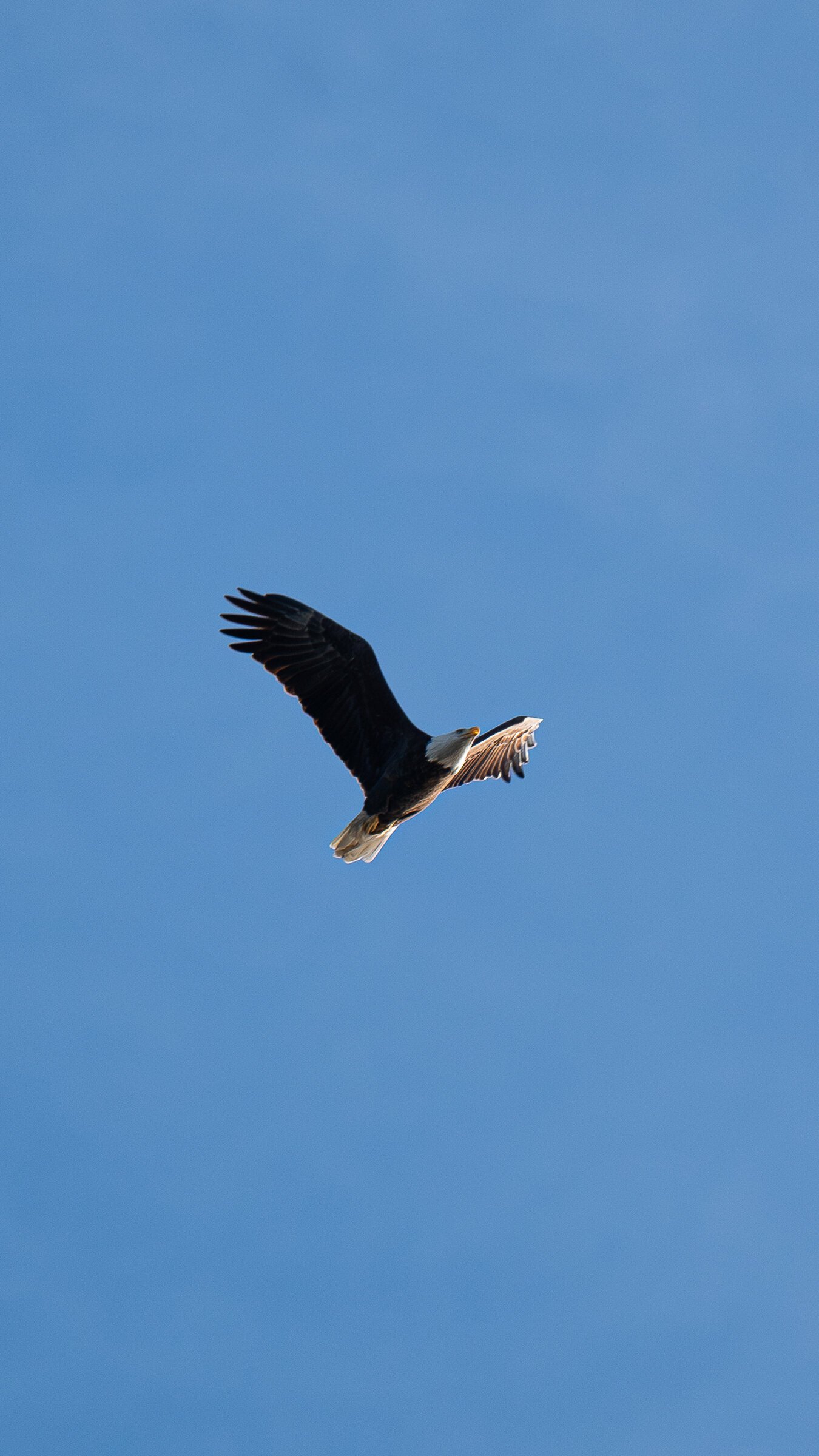 A bald eagle soaring in the clear blue sky with spread wings.