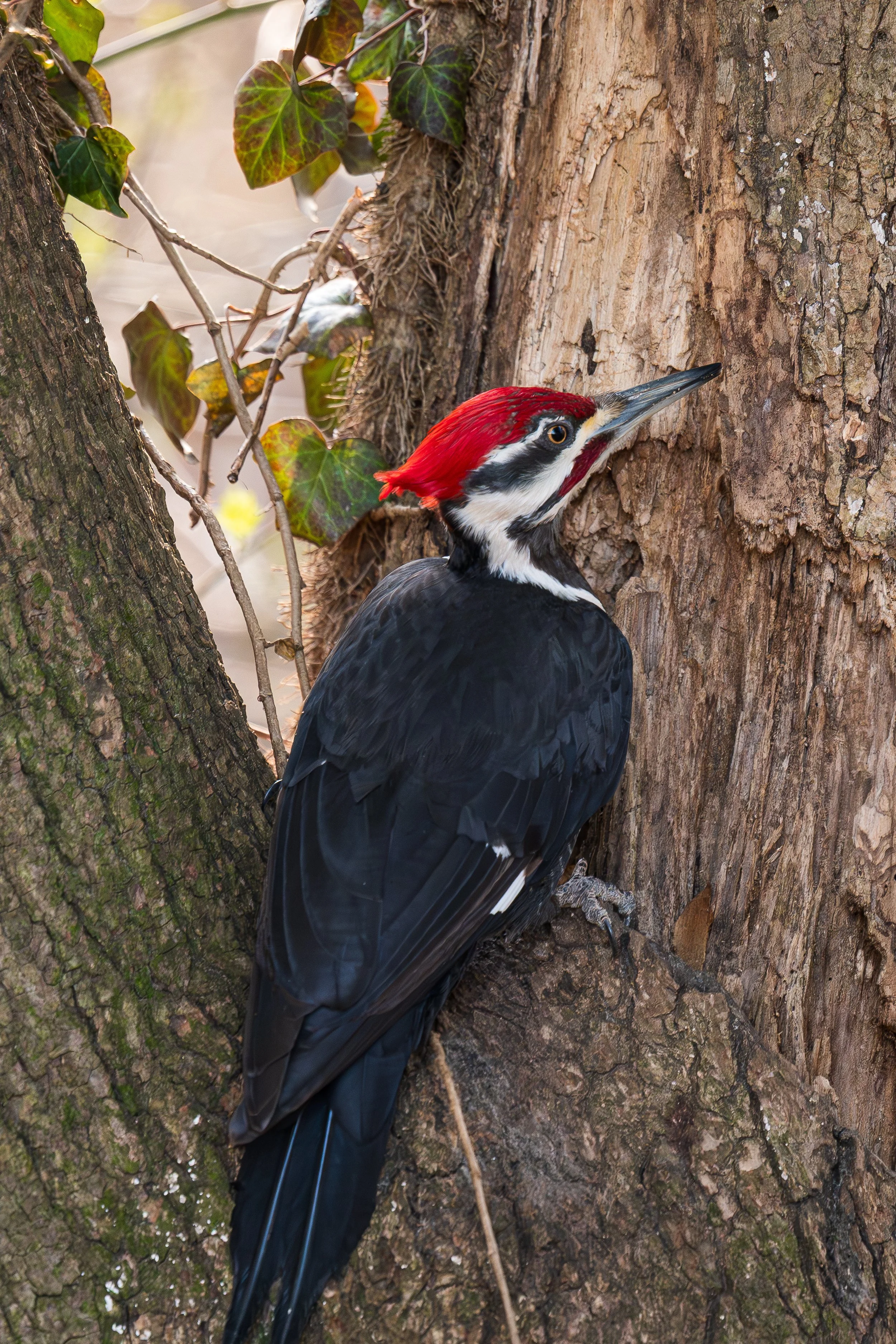A woodpecker with black and white plumage and a red cap clinging to the trunk of a tree.