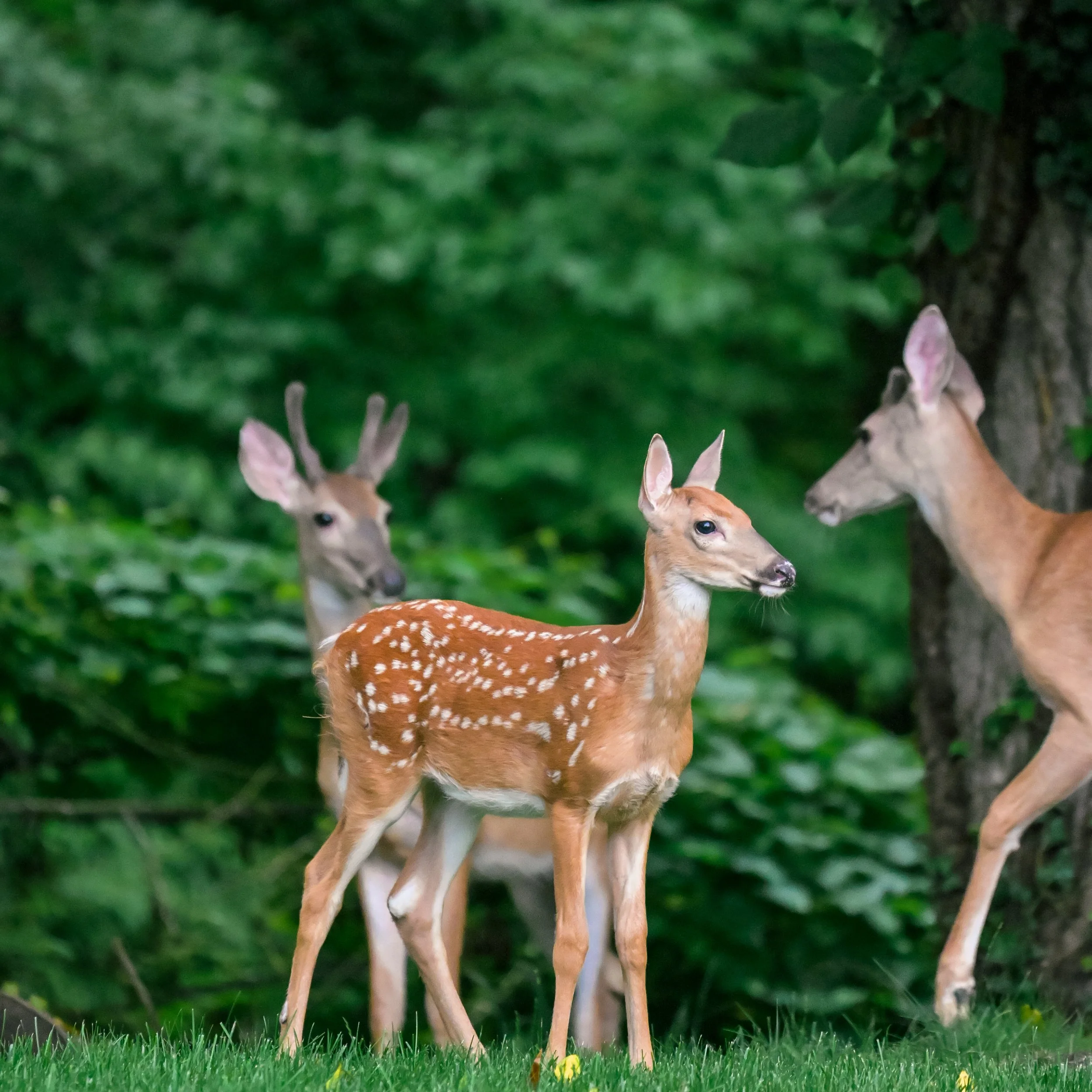 Deer standing in green grass near a tree, with a dense background of trees and foliage.