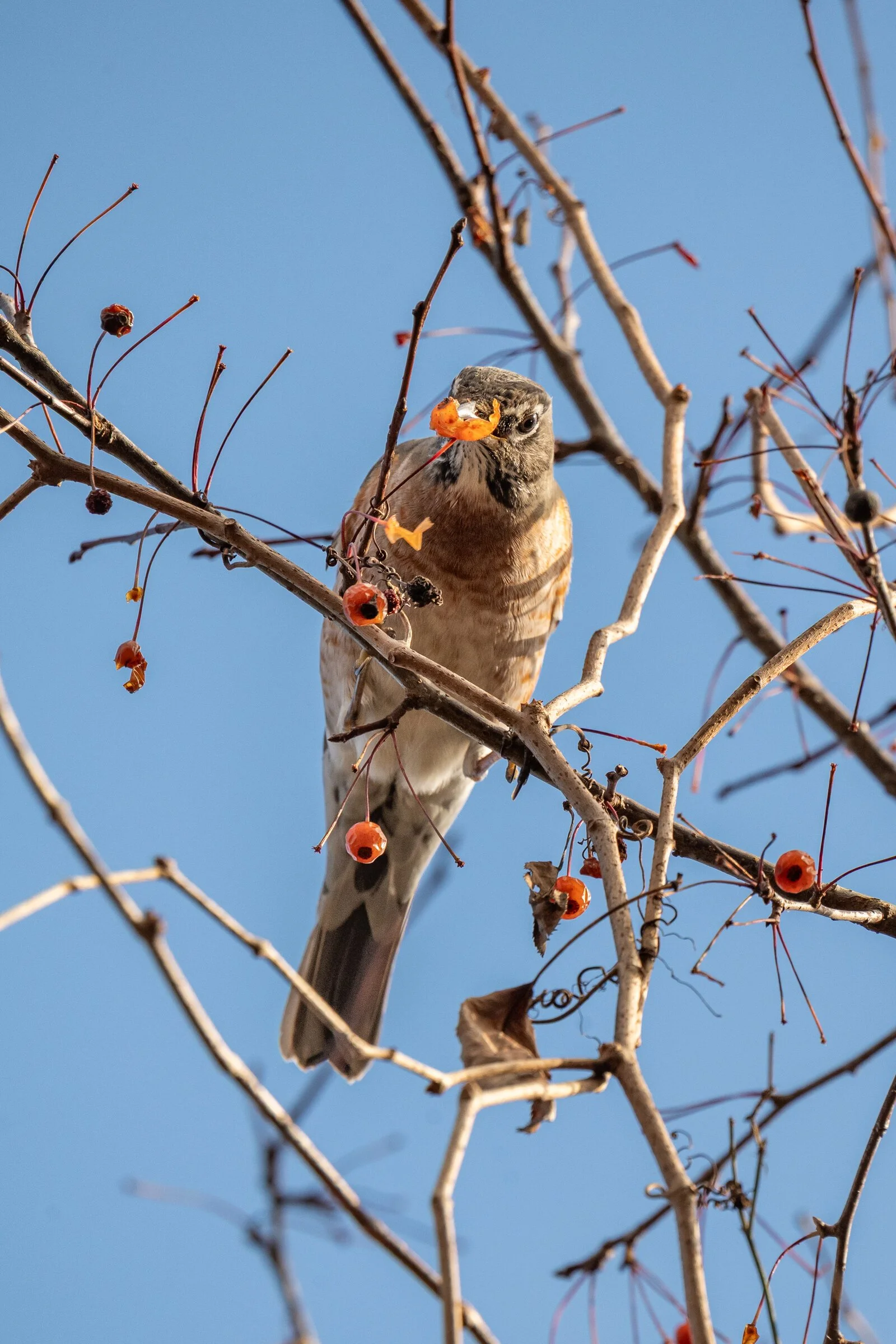 A small bird perched on a leafless branch, holding an orange berry in its beak, against a clear blue sky.